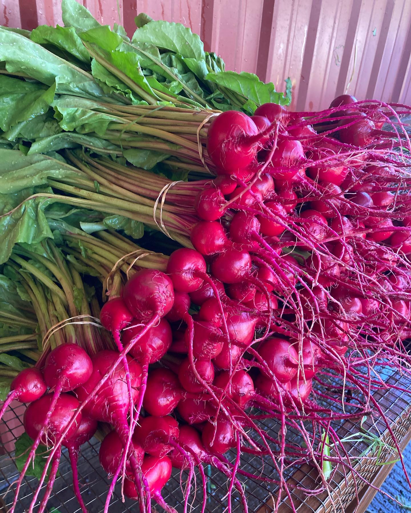 Beautiful beets with tender tops, radish, lettuce, salad mix, and kale, coming to @silvertonfarmersmarket tomorrow. Hope to feed ya!