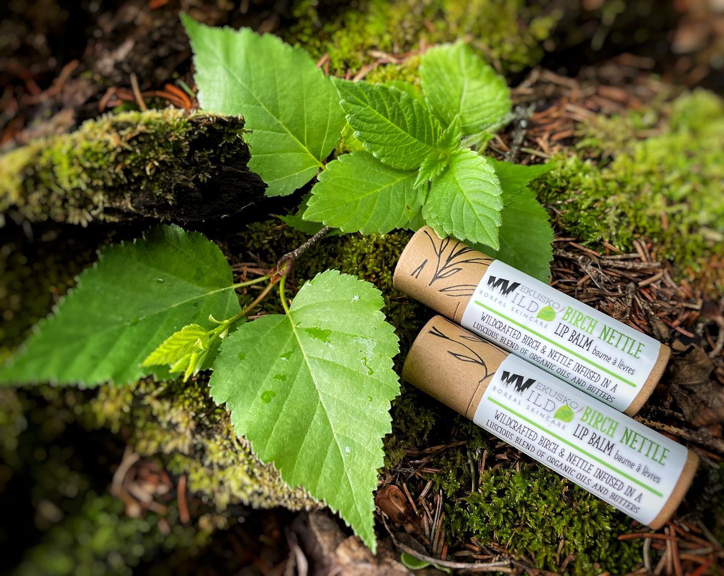 It’s #nettle season! The young stinging nettle (Urtica dioica) are just perfect for hand picking - carefully! Packed with amazing skin benefits to strengthen compromised and very dry skin, I combine nettles with birch leaves, another powerhouse plant material with anti-inflammatory and skin calming properties, into my newest organic #lipbalm. Combined with Canadian hemp seed oil, avocado oil, shea and cocoa butters, this slightly harder summer-friendly lipbalm is just lovely for lips needing softening, healing and protection #wekuskowild #organicskincare #zerowaste #sustainable #lipbalm #hempseed #avocado #sheabutter #cocoabutter #stingingnettle #birch #manitobamade #canadiansmallbusiness #womanowned