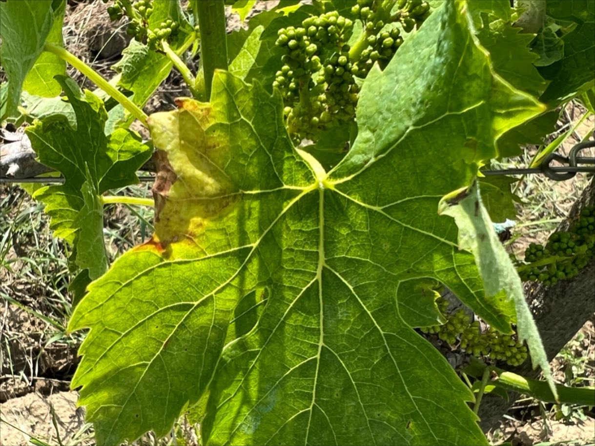 Intervento con rame tribasico e Activo Mn-Zn.
Un grande risultato in un’annata di alta pressione, infezione di peronospora (Plasmopara viticola) controllata e bloccata al 100%.