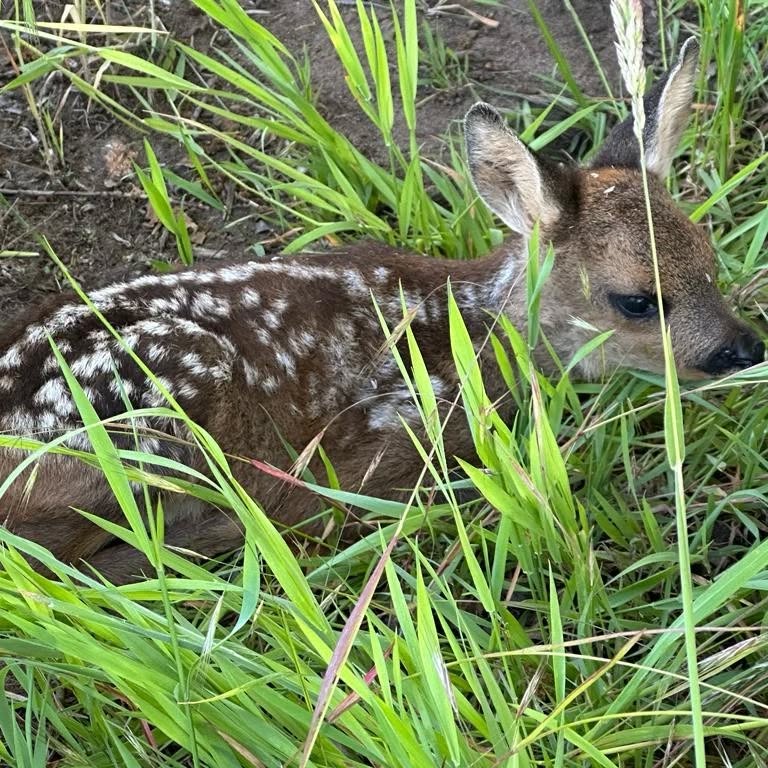 2 von 4 kleinen Kitzen, denen wir heute in #isernhagen das Leben retten durften.
Du möchtest unsere Arbeit unterstützen? Für den weiteren Ausbau unseres Netzwerkes und Ausbildung zusätzlicher Einsatz-Teams suchen wir noch Sponsoren oder Spenden ! Weitere Informationen unter https://www.rehkitzrettung-hannover.de/mitmachen-unterstuetzen
PayPal: paypal@rehkitzrettung-hannover.de
#rehkitzrettung #isernhagensüd #isernhagen #regionhannover #isernhagenliebe #isernhagen #hannover #rehkitz