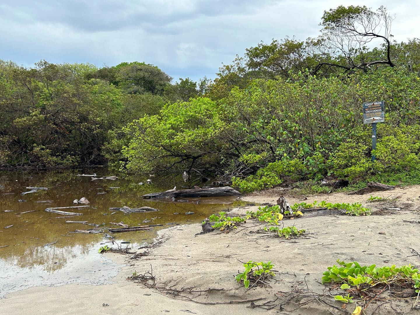 Sketchy croc water. #keepit #flyfishing #notworthit #costarica #puravida