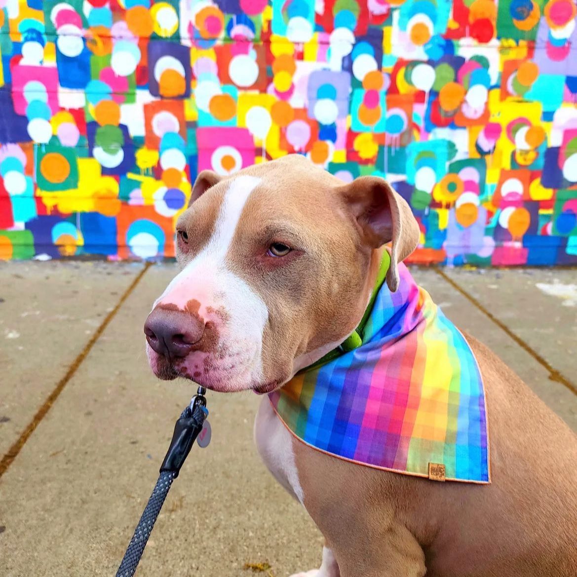 🌈🐾 Join the Chill Pup Pride Parade! 🐾🌈
Hey there, furriends! 🐶🌈 It's time to celebrate Pride Month in style with Chill Pup! 🌈✨ We're spreading love, acceptance, and lots of colorful vibes. Join us on this pawsome journey and let's march together in the Chill Pup Pride Parade! 🎉🐾
Check out our latest Instagram story for all the Pride Month fun! 🏳️🌈🎉 You'll find rainbow doggos, vibrant accessories, and some seriously wag-tastic moments of celebration. 🌈❤️🐶
We want to see YOUR furry friends showing off their pride too! Snap a pic or record a video of your pets all dolled up in their rainbow best and tag us @chillpupcbd. Let's create a rainbow explosion of cuteness together! 📸🌈🐾
Don't forget, Chill Pup has a special offer for Pride Month! Use the code "ChillPupPride" at checkout to enjoy 15% off all our treats. Let's celebrate love, equality, and inclusivity this month and every day! 🌈❤️🐾
Happy Pride Month, everyone! Let's make the world a more colorful and accepting place, one wag at a time. 🌈🐶✨ #ChillPupPride #LoveIsLove #PrideMonth