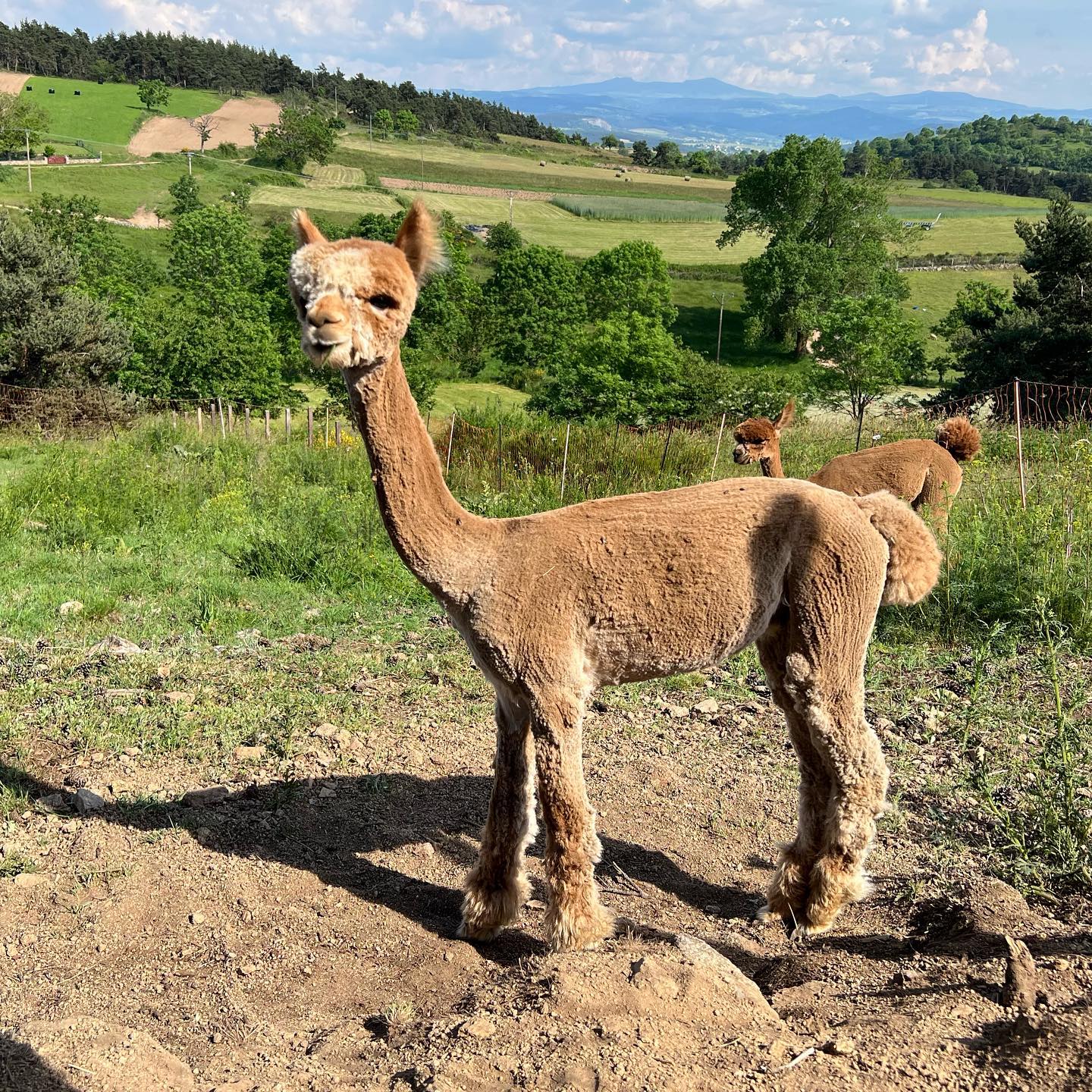 Tonte 2023 terminée ! Les alpagas sont habillés pour l’été !