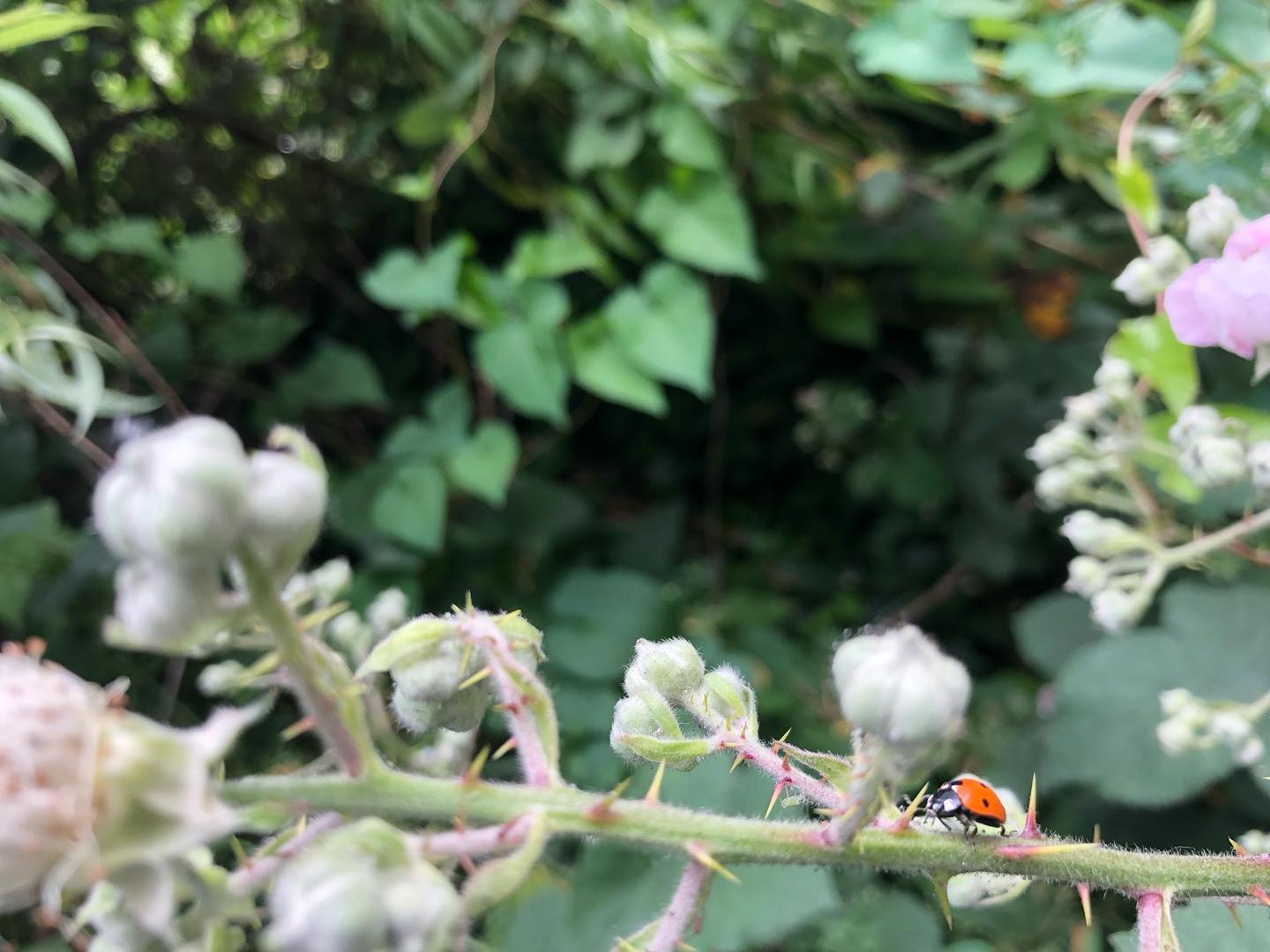 Moments of nature joy