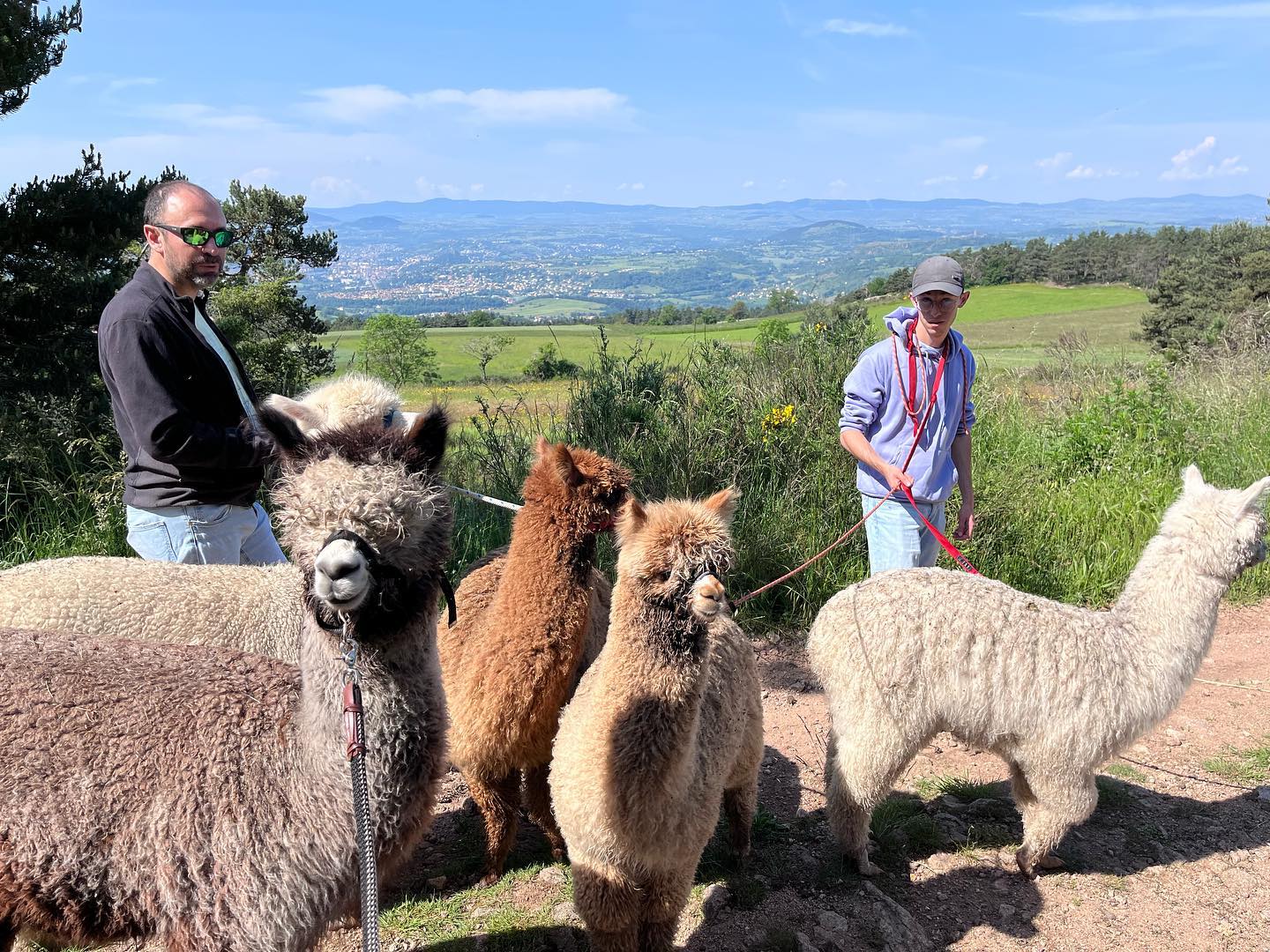 On rassemble les alpagas pour la tonte de ce mercredi. L’occasion pour les 2 jeunes mâles de l’année 2022 de faire connaissance avec leurs demi frères. #alpagas #myhauteloire #lepuyenvelay