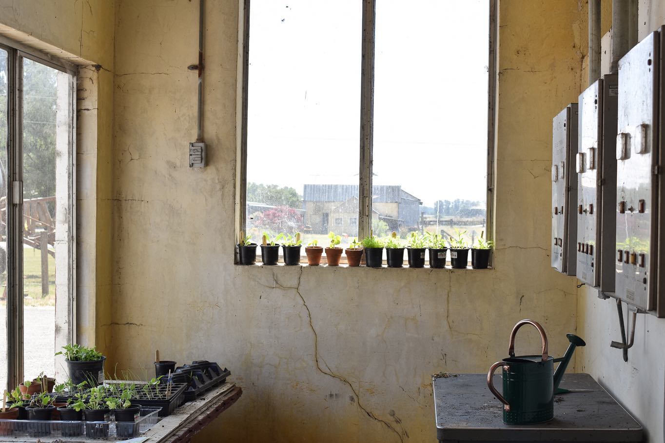 Moments away from one of the largest slaughterhouses in the Pacific Northwest lies this milking parlor turned plant nursery. After watching transport trucks drive in full and leave empty, I decided to visit a local dairy farm only to find out that three years ago, the third generation farmer decided to transition from milk to pumpkins, and a small herd of beef cattle. The massive CAFOs became competitive, the industry now saturated with too many cows.
I walked through the dismantled rooms, the empty barns, the ramp where cows would walk up to transport trucks, the stall with three small calves. Calves that were separated from their mothers, who sought comfort in each other, their ear tags claiming them as property.
Everything will change if we want it to.
New patterns can disrupt old ideologies.
#whatifwesawthem #animalphotojournalism #dairy
Photos:
1. Seedlings grow in what used to be a dairy milking parlor.
2. Equipment lines the rows of a disassembled pasteurizing room.
3. A barn sits empty of stalls and cows.
4. Barely able to stand, a calf looks towards the camera.
5. One calf licks another calf’s infected eye.