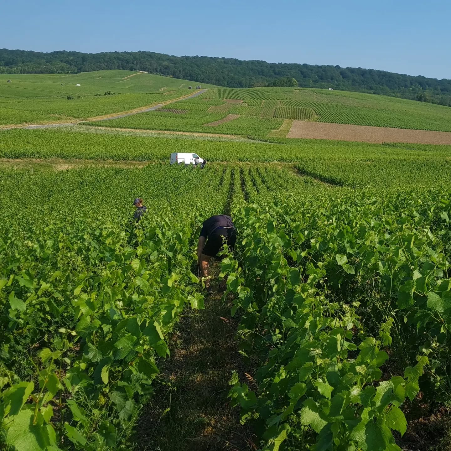 Relevage par Margaux et César
Écimage par Yannick
#grandcru #champagnelover