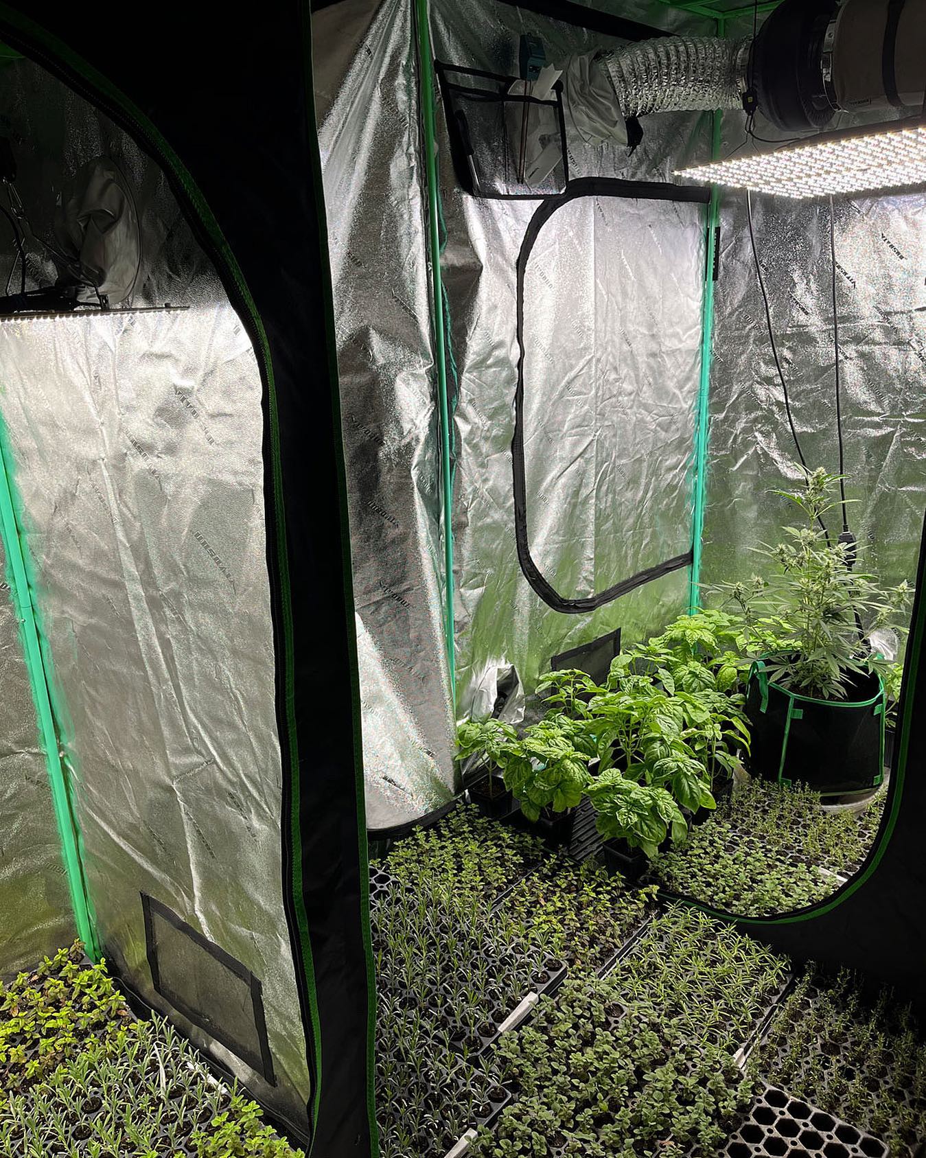 Herbs of all kinds ✌️
#growroom #growtent #growyourown #organicherbs