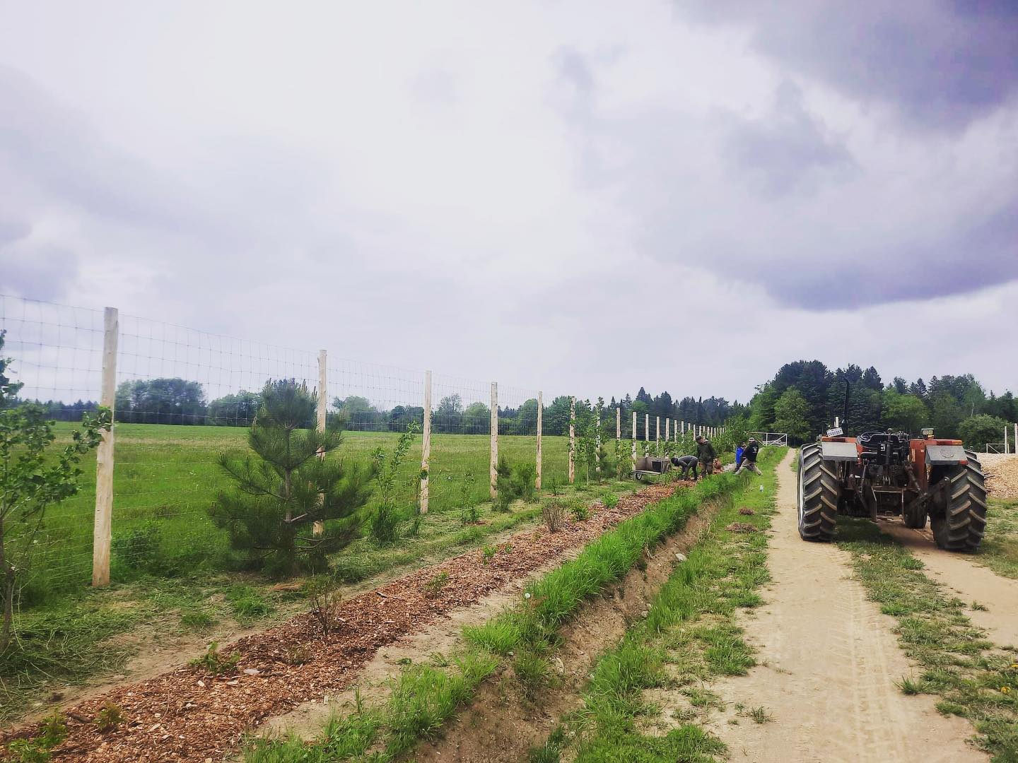 Plantation d’une haie brise-vent et autres variantes sous un ciel variable et magnifique.
#pepinierenorthhill
#plantesindigènesduquébec