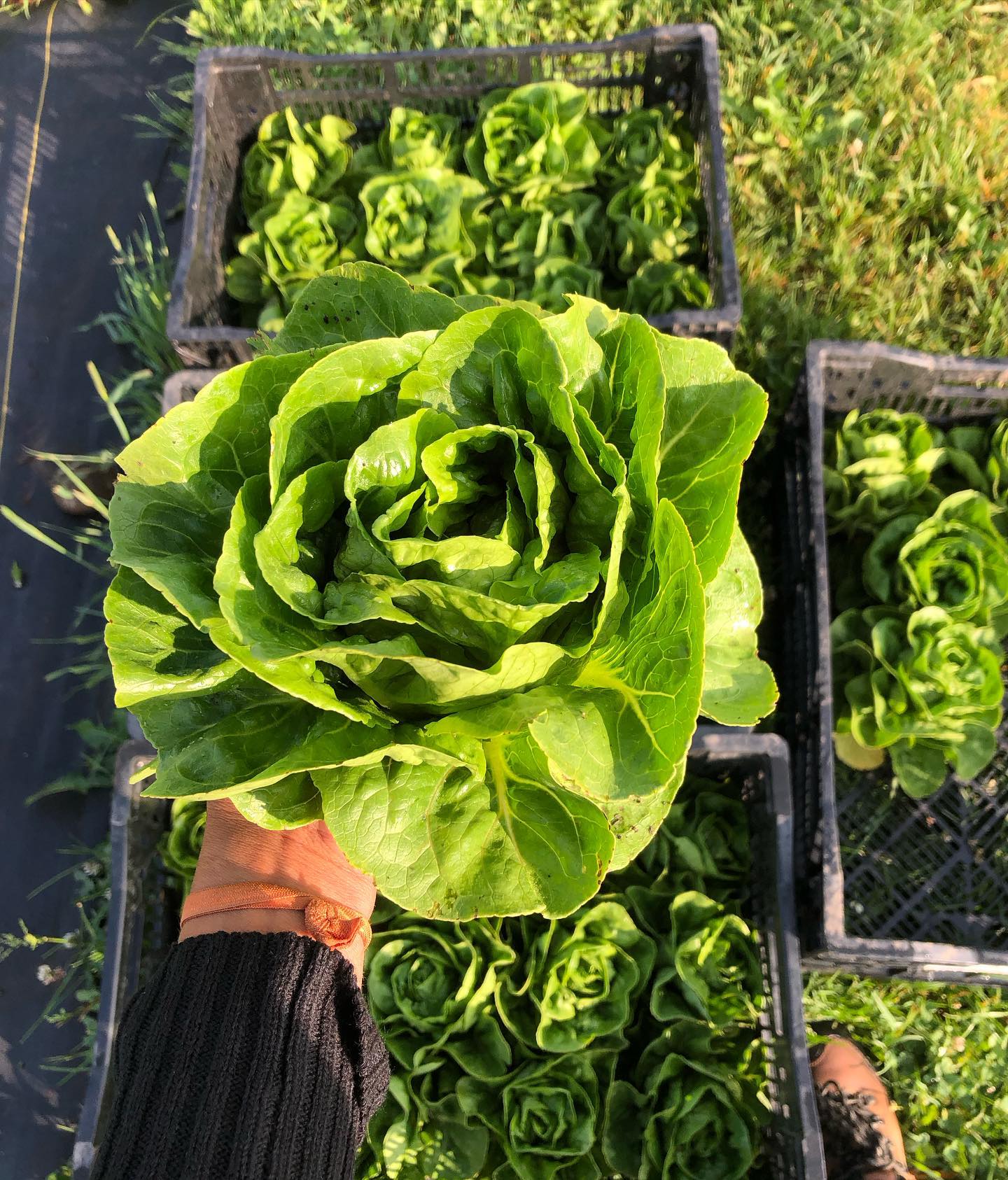 The sun is starting to stretch its arms through the remaining rainy clouds as we are harvesting for our CSA’s. Oh delight!🌞
These fresh romaines won’t be enjoying the gloriously dampened beds for long! Thank you rain clouds and thank you sun!!