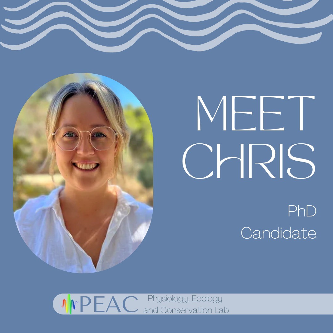 Introducing Christine! 🦈She is a PhD candidate in collaboration with the Australian Institute of Marine Science 🐟 Her research focusses on whale shark movement ecology at Nyinggulu (Ningaloo Reef), exploring fine scale movements and discrete foraging behaviours ☀️📊🧲