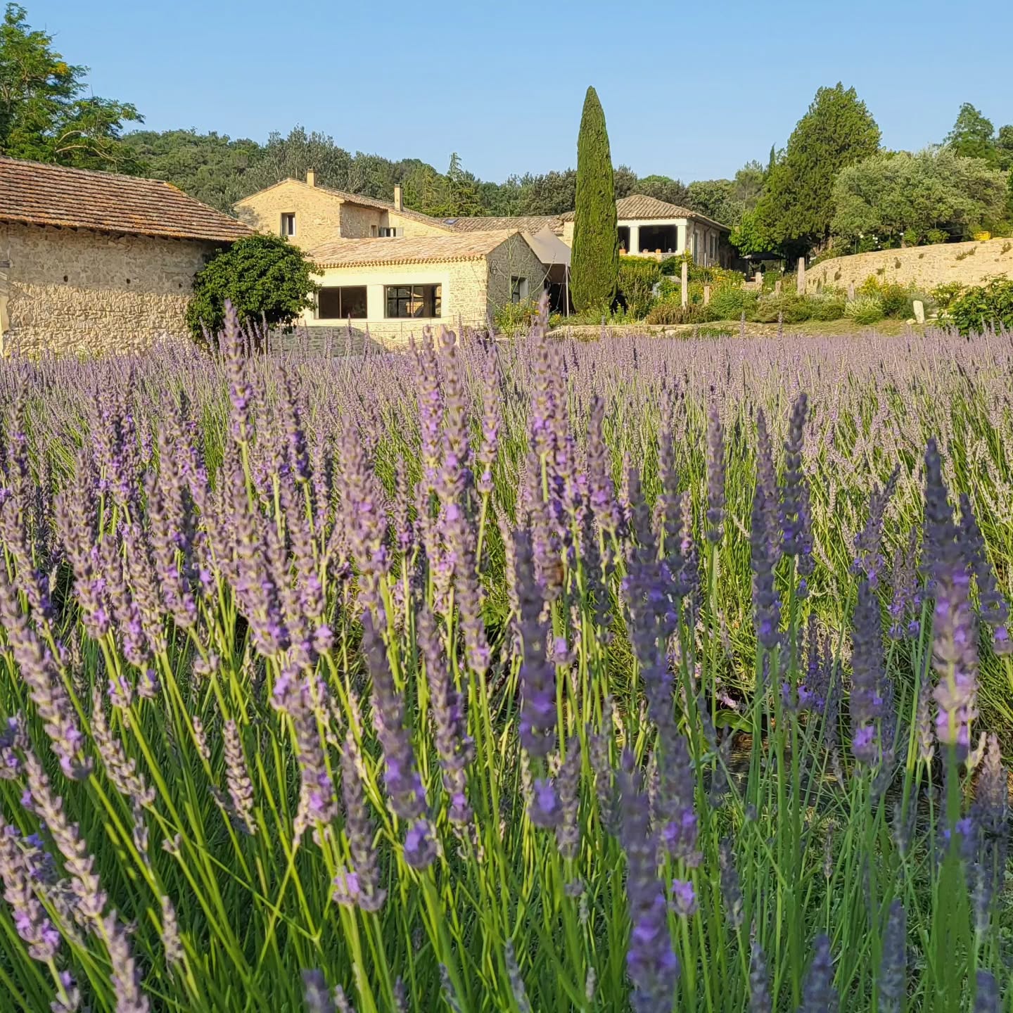 Le mois de juin marque le début de la pleine saison de floraison des belles lavandes provençales 🫶
On ne se lasse pas de cette vue magnifique @domainedevalbonne 😍
#lavande #lavenderfields #lavender #provence #southoffrance #occitanie #gard #saintpauletdecaisson #domainedevalbonne #lieudexception