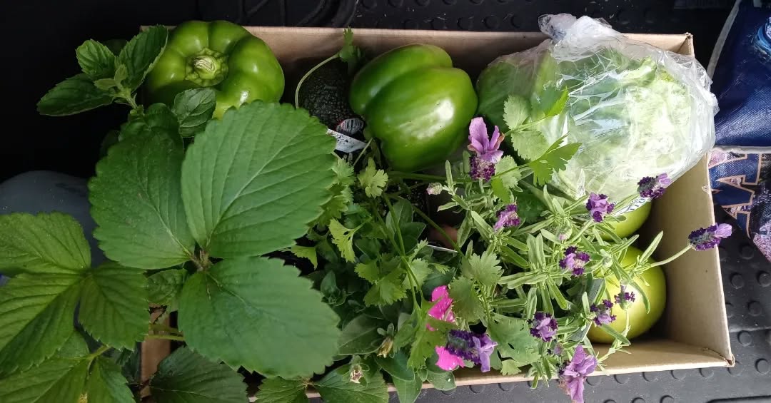 It's just about the end of the season for veggie, herb, and fruit starts but I left Yakima Fruit Market with several along with the veggies I came for. They have fair prices on plant starts with signs about which plant is best for which conditions for wannabe green thumbs like myself.
They also have tons of fresh apples, strawberries, asparagus, and tomatoes right now!
Yakima Fruit Market is a locally owned small business that can help stretch your dollars in the spring & summer months.
#shoplocal #eatlocal
@yakimafruitmarket