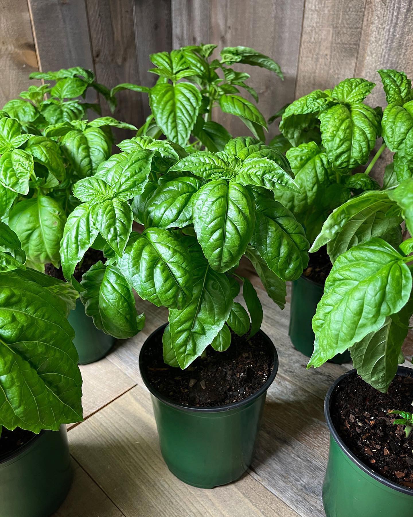Seeing is beleafing! Basil Bolloso Napoletano 🌿
If you’re a basil fanatic and haven’t tried this intense heirloom variety, now’s your shot.
Grown with love in our organic compost mix, half gallon plants are available now. Only ten compost credits per plant! Order this week for Monday delivery.
#growyourown #organicherbs #basil
