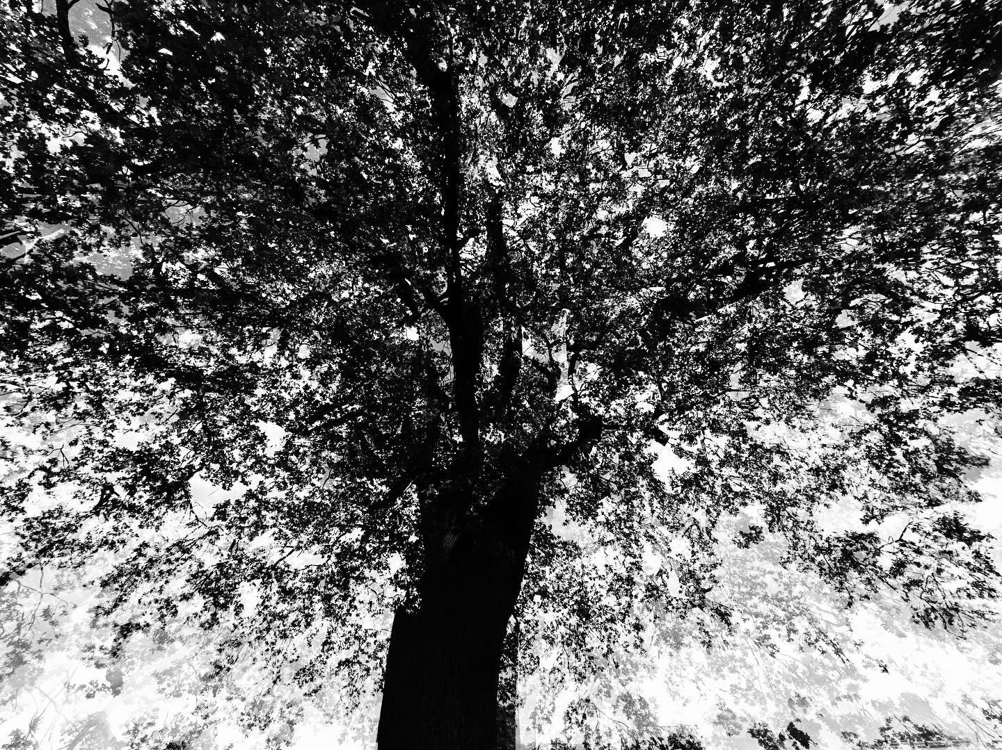 Ein Baum #incamera #experimentellefotografie #multiexposure #nophotoshop #mehrfachbelichtung #visualart #fineartphotography #wallart #wandbilder #abstractart #inmotion #experimentalphotography #art #motion #artoninstagram #fineart #tree #picoftheday #artography #tannenwald #naturelover #bnw #blackandwhite #picoftheday #wood #baumstamm #bnwlover #wandern #walkby #einfachmalraus