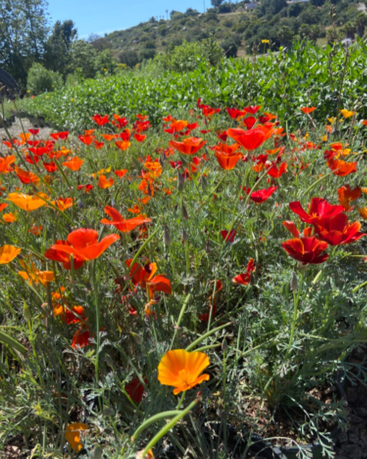 Happy Summer Solstice! ๐๐๐ป๐๐ฆ
After what seemed like the longest winter ever (much needed without a doubt ๐) and the obstacles that came with it, the nursery is buzzinโ and with full force! Grateful for the seasons and sharing them with the best native plant community around!
Summer is here! Woohoo!
๐๐งกโค๏ธ
๐ธ @sweetsolidago
#canativeplants #summertime #livinseasy #moosacreeknursery
#bethechange #plantnatives