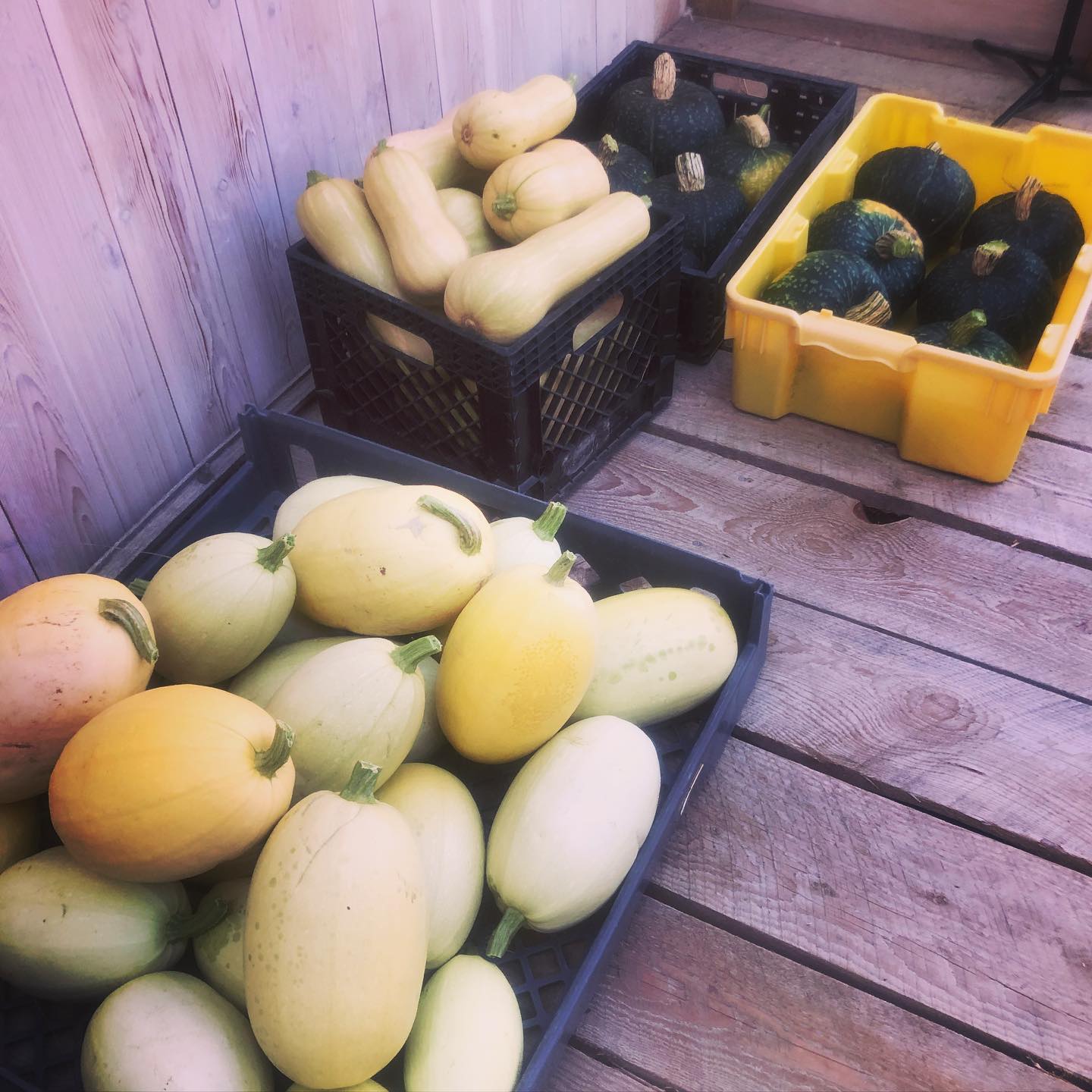 a squashing success!
#farming #sustainablefarming #farminglife #naturalfarming #farmingpics #regenerativefarming #smallscalefarming #biodynamicfarming #familyfarming #farmingagphotos #ecofarming #womenfarmers #womanowned #womeninag #farmerlady #familyfarm #soilbuilding #pastureanimals #smallfarm #smallagriculture #feedingcommunity