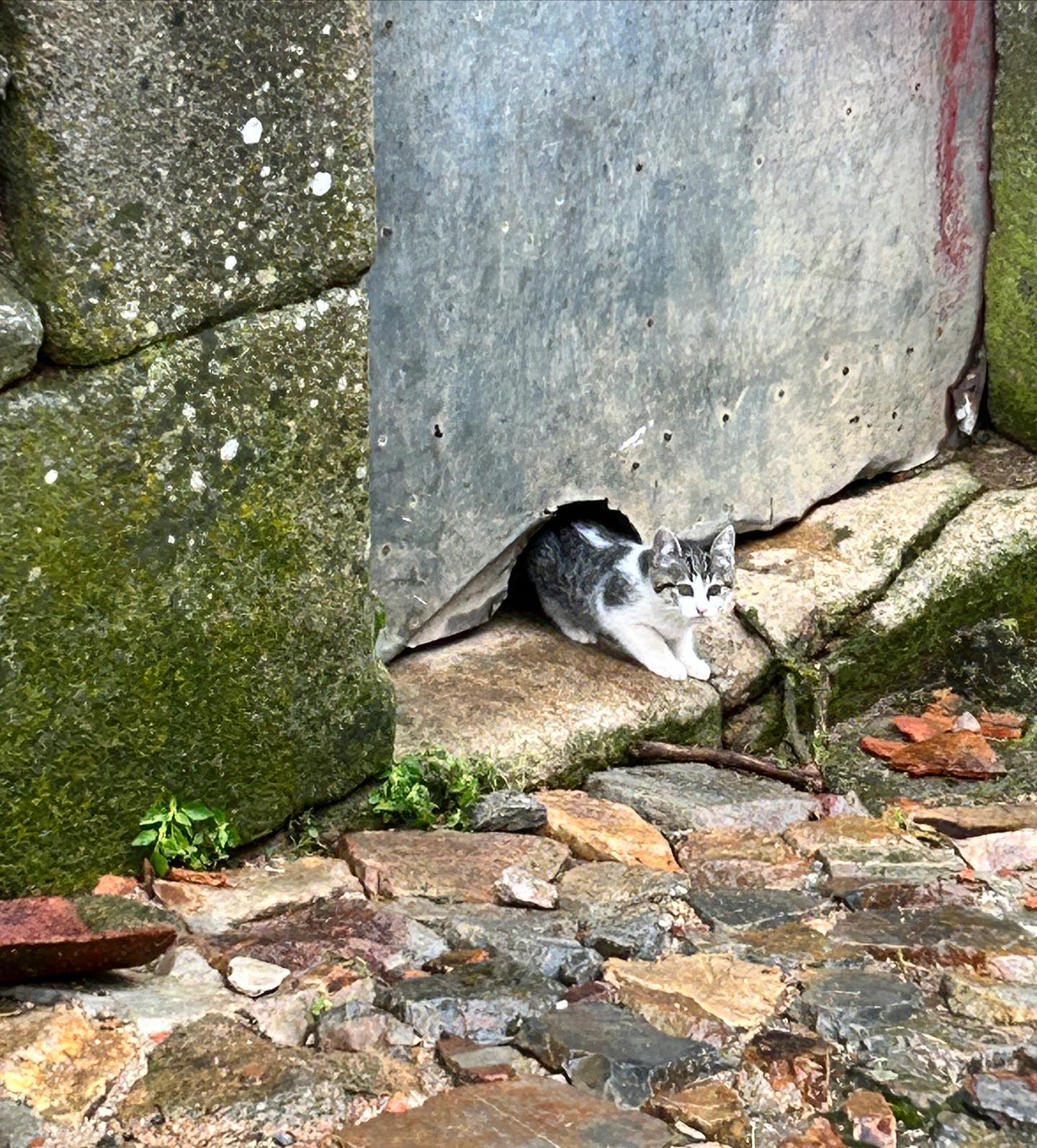 This cheeky kitten was peaking out at us in the medieval village of Castello Rodrigo, Portugal.
#castle #kitten #cat #streetcat #portugal #village #medieval #oldtown #catsofinstagram