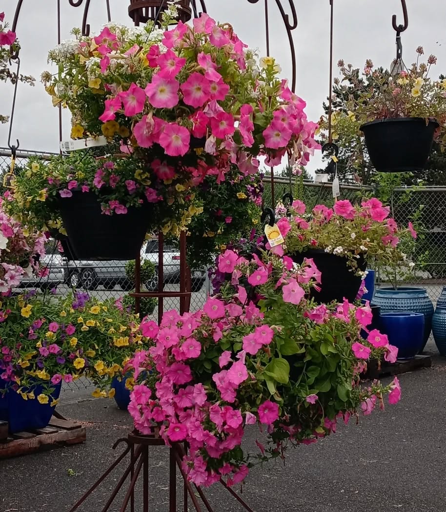 I love Molbak's year round but they have so much color in the nursery right now. Including a ton of big hanging planters & planter friendly finds right now which is perfect if you've got a birthday or house warming gift on your to do list. 🌸🌺🌼🌱
#shoplocal #gardeninspiration @molbaks