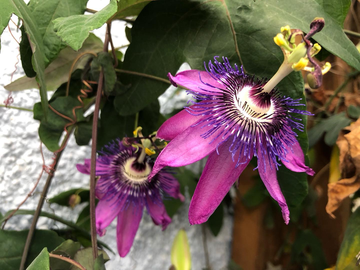 Passion flower power :) xx