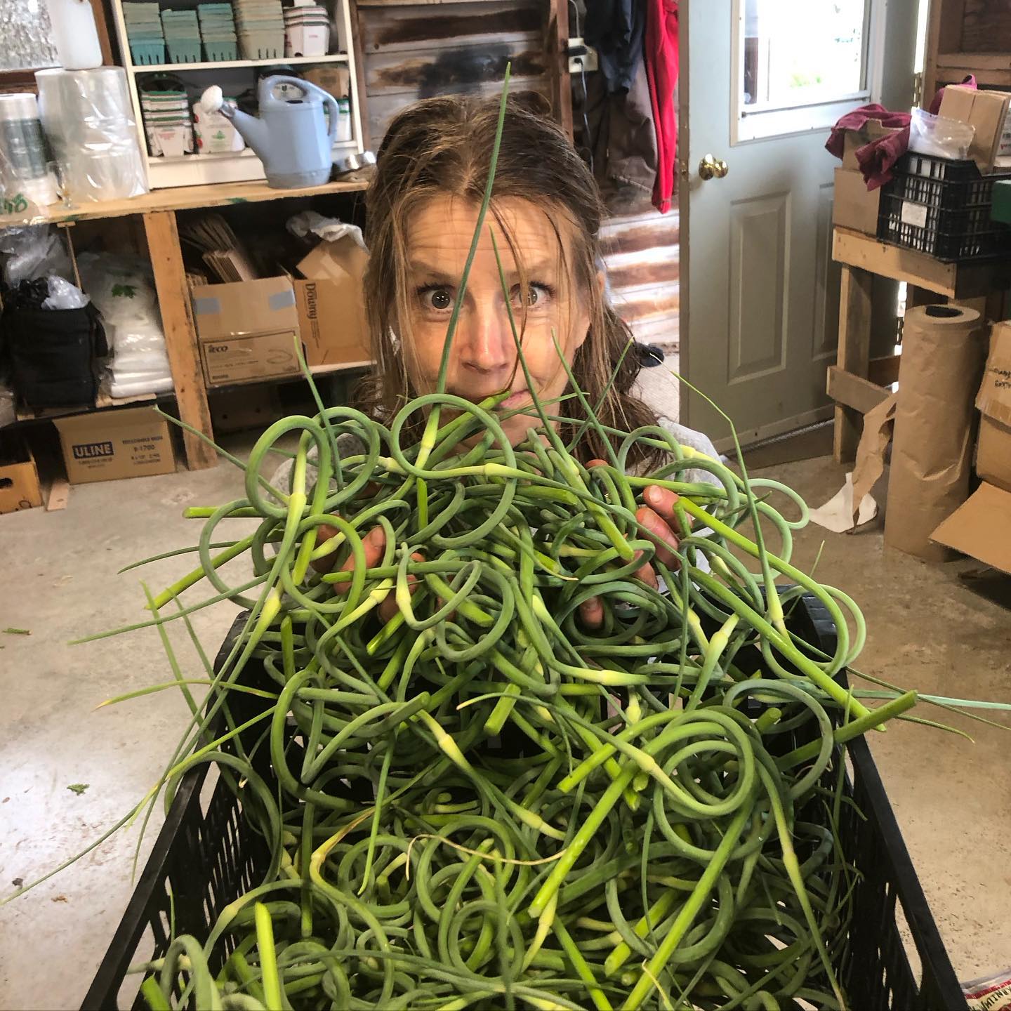 To some, garlic scapes are just a promissory note of garlic to come… but to others like our volunteer @della.to they are a treasure to enjoy on their own! Come pick some up for yourself at the Guelph and Elora market this Saturday… we have tons!