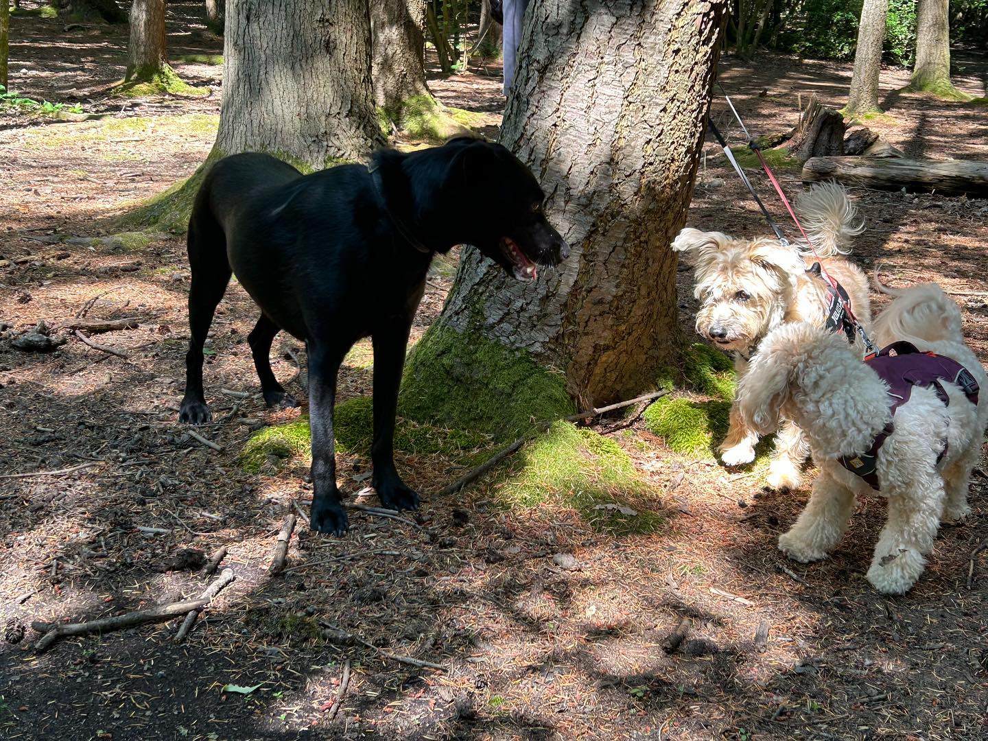 A big welcome to Benson who joins us today. # making new friends # welcome to the pack