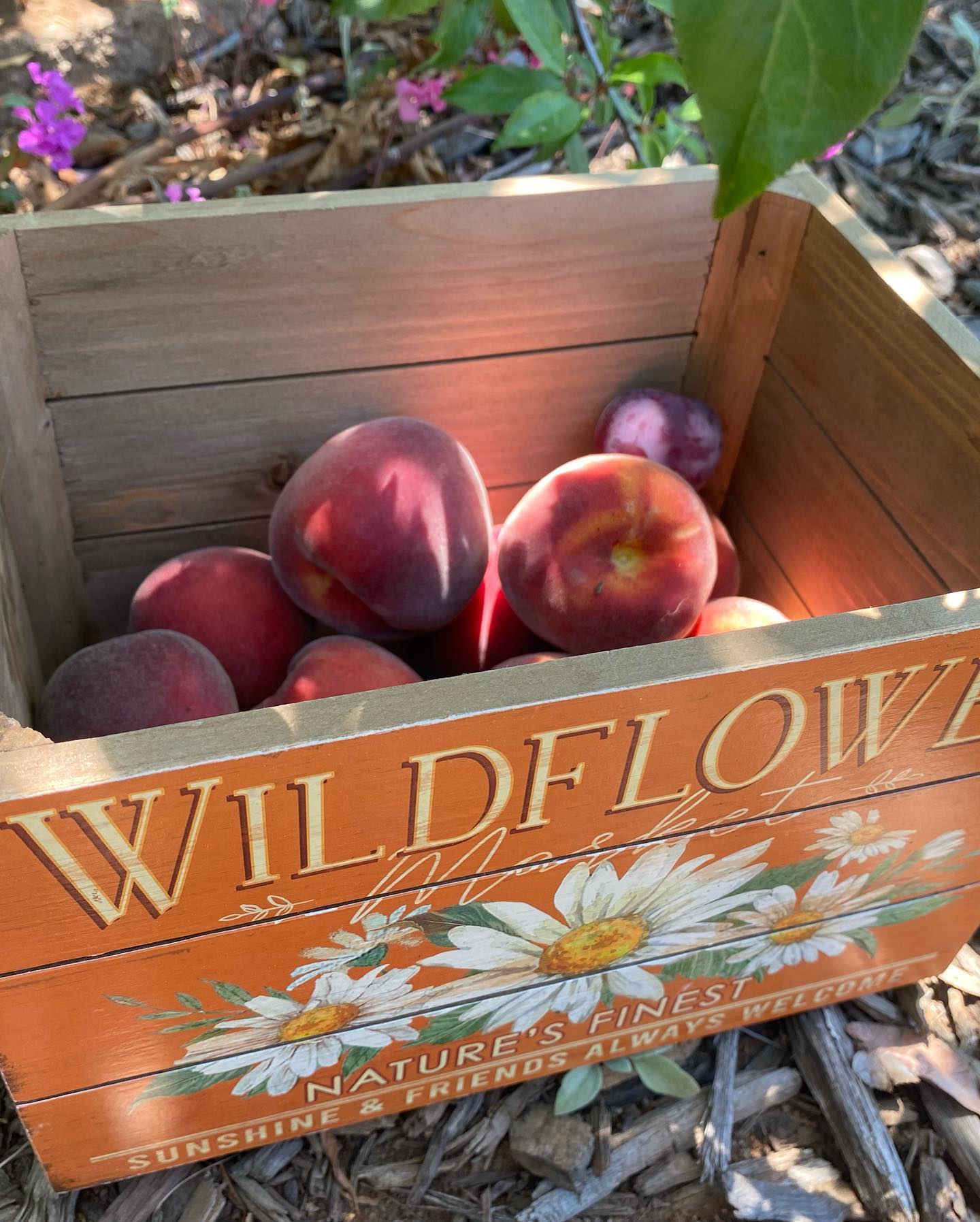 Okay, so you might be wondering โWhatโs with the peaches?! Iโm here for the natives!โโฆ ๐๐
Well, we wanted to share the rewards of what complimentary/companion gardening with CA native plants looks like. ๐๐
When you interplant pollinator friendly CA native plants in your fruit tree orchards or veggie/fruit gardens, you greatly increase your food production by inviting pollinators to come in and do what they do best, pollinate! Our pollinator friends are extremely crucial to our food source. โOne out of every three bites of our food, including fruits, vegetables, chocolate, coffee, nuts, and spices, is created with the help of pollinators.โ- @farmersgov
๐๐๐๐ชฐ๐๐ฆ๐
The key is to select plants that will bloom around the same time as your flower set on your fruit or veggie plants. For stone fruit and citrus, choose late winter & spring blooming plants such as CA Lilacs, Monkeyflowers, Seaside Daisies, Bush Sunflowers, Manzanitas- to name a few. For warm season veggie and fruit gardens, choose summer blooming plants such as Buckwheats, Salvias, Bladderpods, Penstemon, Gum Plants- among so many other amazing natives.
Also, you can never go wrong with poppies and CA wildflower mixes in your edible eden, true game changers. ๐
What are your favorite experiences with growing CA Natives and edibles together? We would love to hear your stories! ๐ป๐
๐ท: @goodbye_butterfly
#pollinatorweek #pollinators #californianativeplants #californiagrown #companiongardening #edibleeden #growyourown