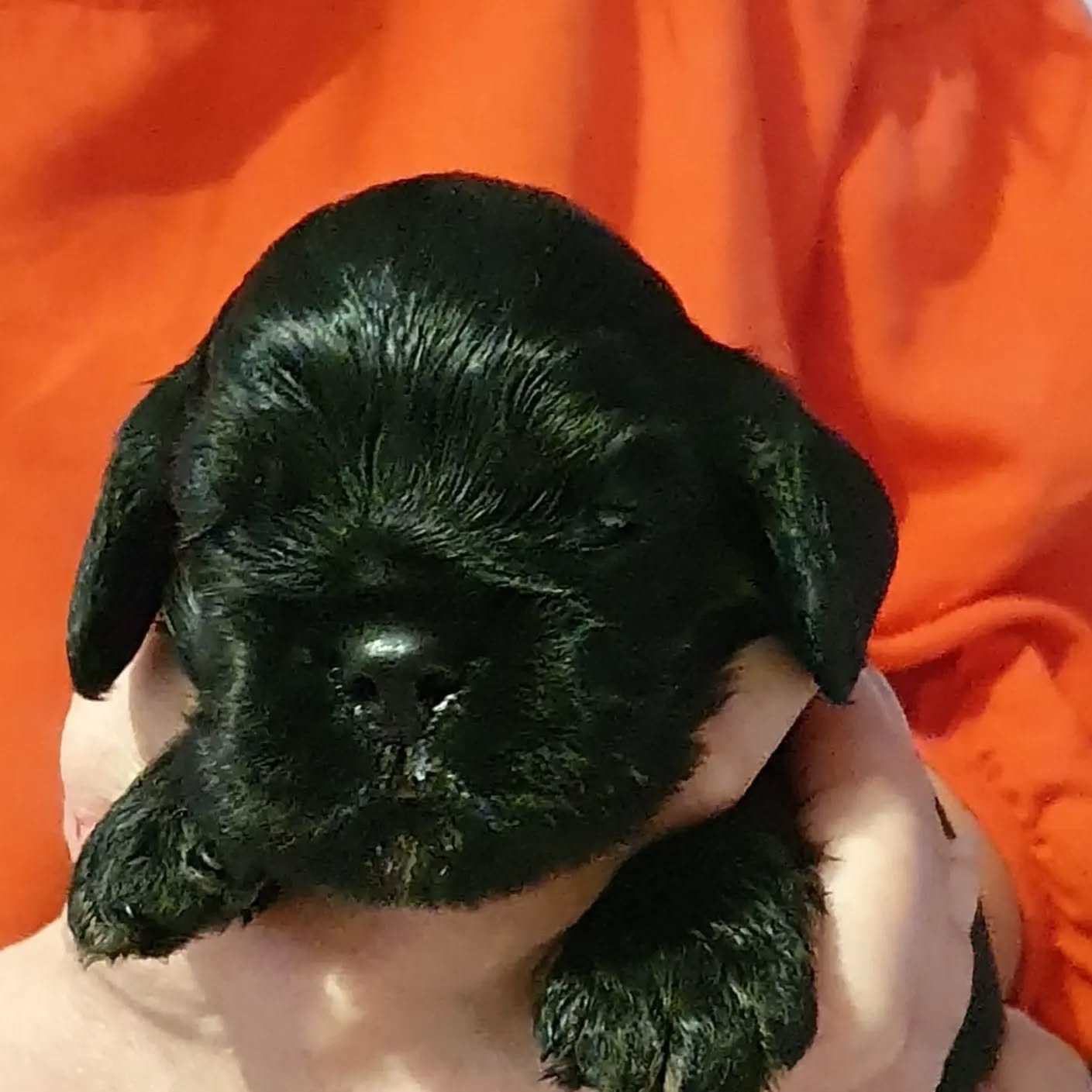 Die Augen sind offen! Aber es wird immer noch die meiste Zeit geschlafen 😊
#americancocker #americancockerspaniel #americancockerspanielpuppy
