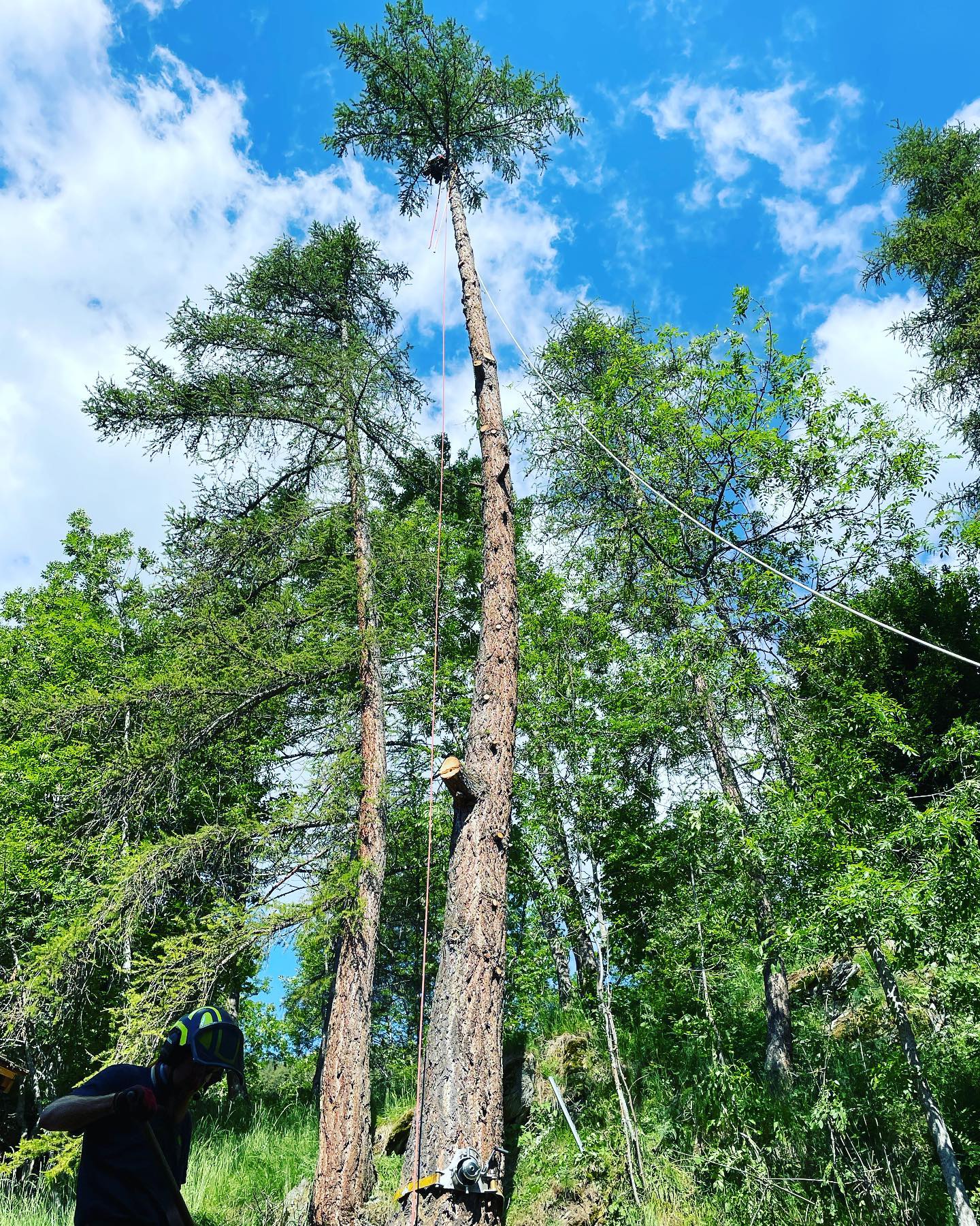Abattage délicat d’un Mélèze. Accès compliqué 🥶#arbre_and_co #arboristegrimpeur #soinsauxarbres #elagage #abattage #arborist #baumpflege #treecare #assa_suisse_romande