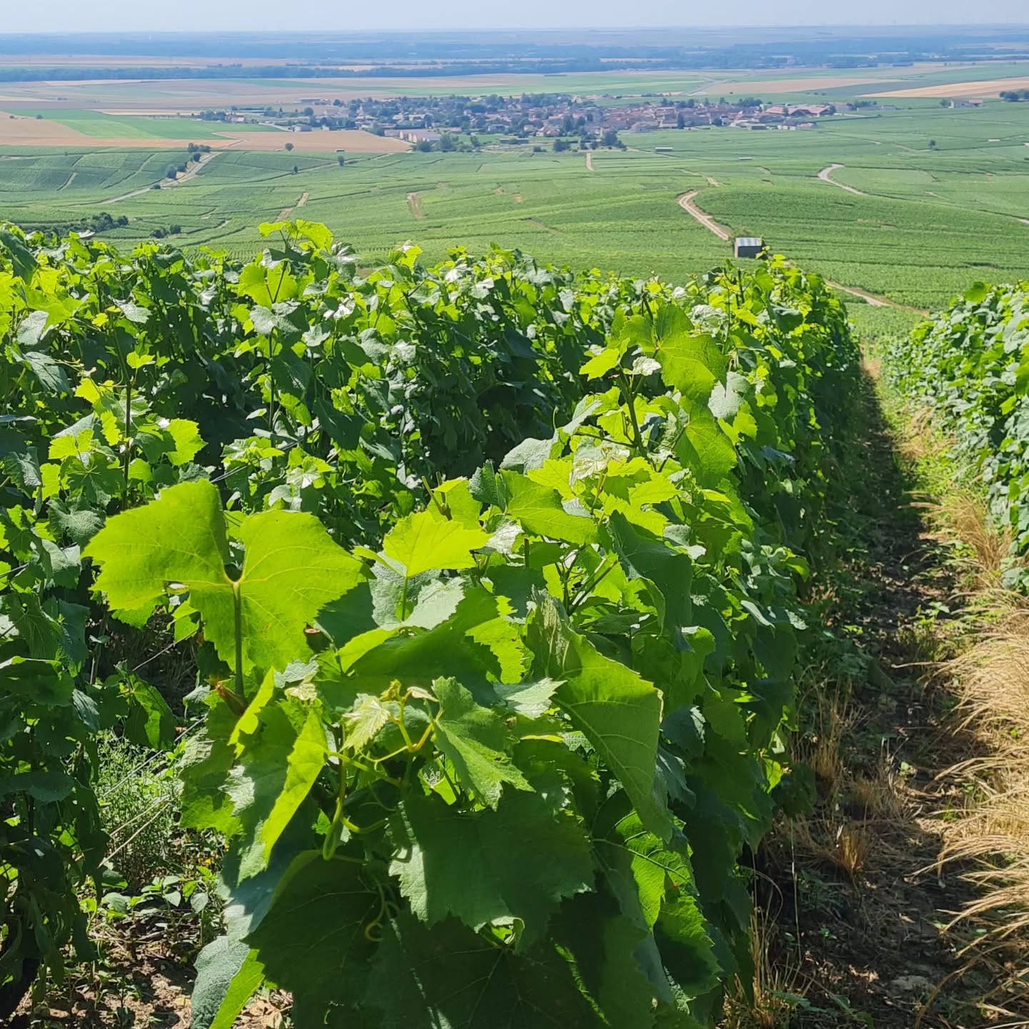 Ballade en Montagne de Reims
#grandcru#champagnelover