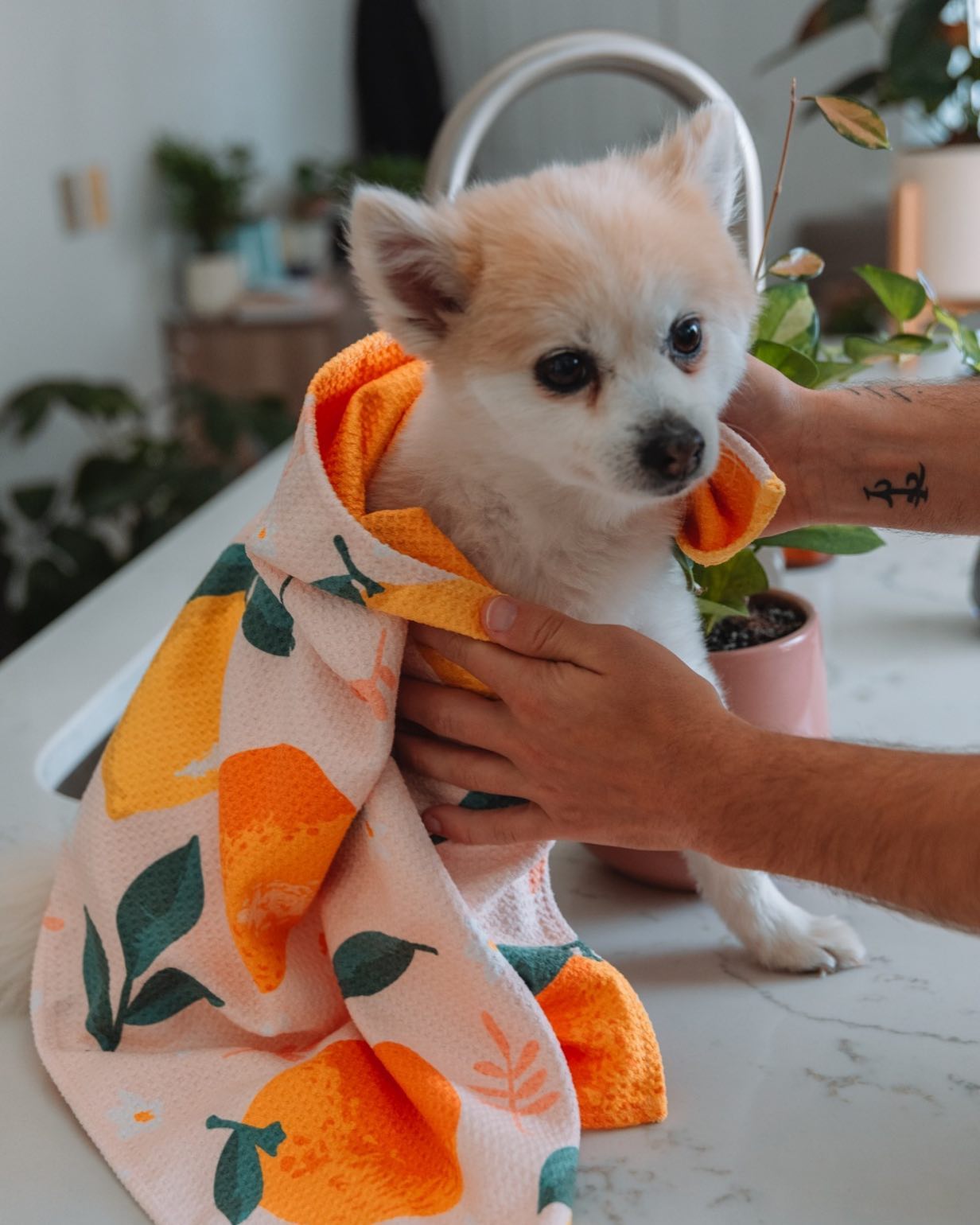 Oh, have we mentioned that our super cute and absorbent tea towels are also loved by our four legged friends? 🧡🐶🤍🐱💛
Design name: Lemon & Orange
#rhbhawaii #teatowel #kitchenaesthetic #rhbhawaiiteatowel #petlovers #woofmeow #summervibe2023 #citrusdesign #lemonandorange