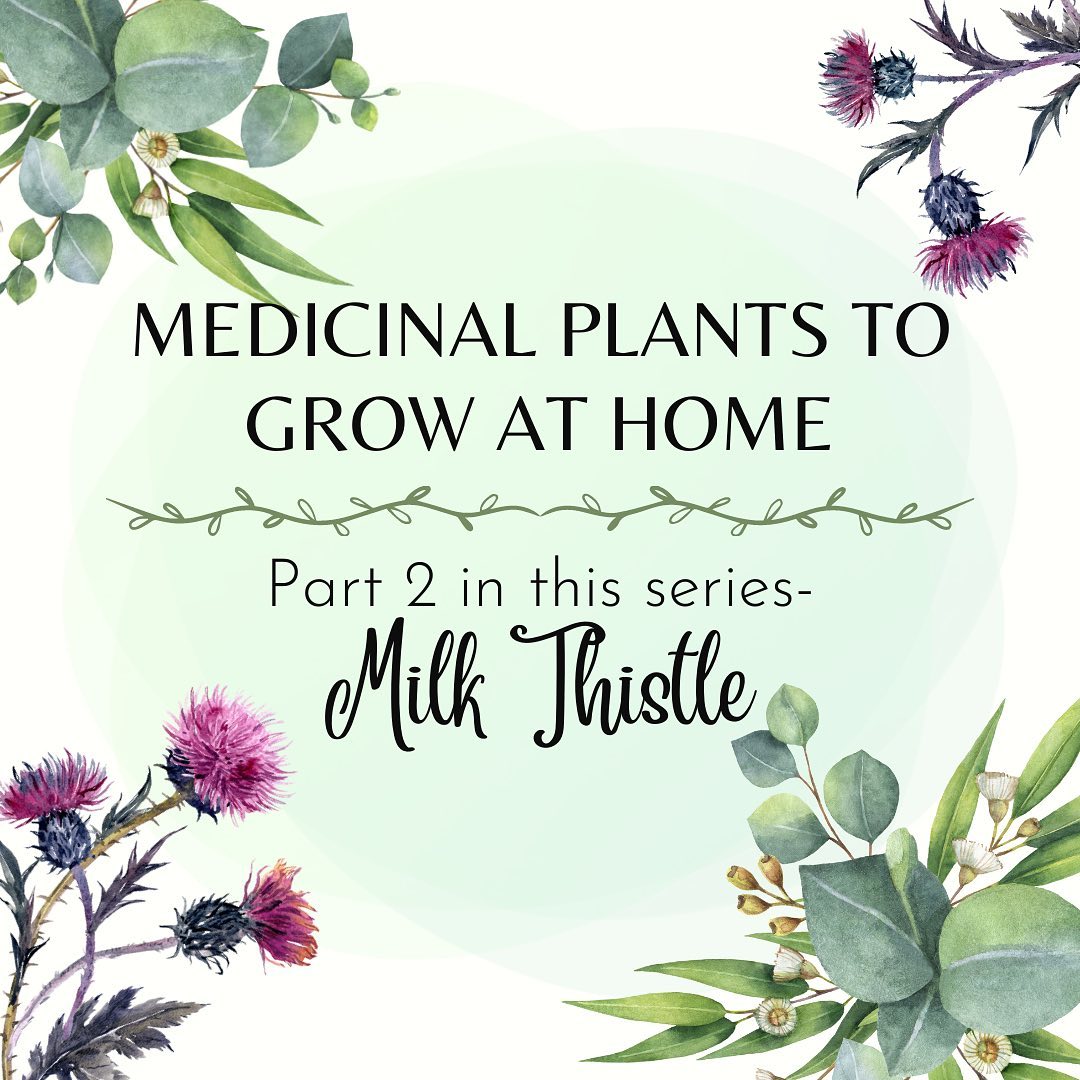 Medicinal Plants Grow at Home Series
Milk Thistle (Silybum marianum)
Milk thistle (Silybum marianum) is a flowering medicinal plant that comes from the same family as the daisy. The main flavonoid (phytochemical) found in milk thistle exhibits several anti-inflammatory effects including mast cell activation and blockage of neutrophil migration. Silymarin is the active compound, an antioxidant, that has shown to protect liver cells against mutation, damage, and toxins. Most impressive research on Silymarin is on its tremendous protective effect on the liver and enhancing detoxification processes (Pizzorno & Murray, 2012). Silymarin acts by preventing toxins from binding to receptors on liver cell membranes. These findings suggest milk thistle could be a useful agent in helping with alcohol use disorder, to prevent liver cirrhosis, liver disease, and potentially liver cancer. Silymarin may also be used to slow the proliferation and inflammation of abnormal cells in support of psoriasis and prevents the depletion of glutathione which protects the liver and brain from oxidative damage.
Milk thistle is promoted as a dietary supplement for alcohol use disorder, hepatitis, cirrhosis, jaundice, diabetes, and indigestion. Silymarin is nontoxic but may have a laxative effect exceeding 1500 mg daily (Jamison, J.R. 2004). Always be safe and check with your trusted professional for interactions with allergies, pregnancy, and medications.
Benefits of Milk Thistle:
•Supports liver health
•Protects the aging brain
•Supports healthy blood sugar levels
•Preventative measure for insulin resistance
•Slows the growth of cancer
•Increases milk production
•Improves acne
•Supports bone health in postmenopausal women
Did you enjoy last weeks blog post and DIY extract recipe on Feverfew at resilientrootz.com? You can use the same recipe for milk thistle.
Have a safe and joyful holiday. Be well!
#holistichealth #healthgoals #healing
#healtheducation #holisticnutrition
#holisticpractitioner #liveyourtruestself #inspiration
#mentalhealth #resilience #wellness #wellnesscoaching
#selfcare #brainhealthmatters #detoxification #alcoholusedisorder #liverhealth