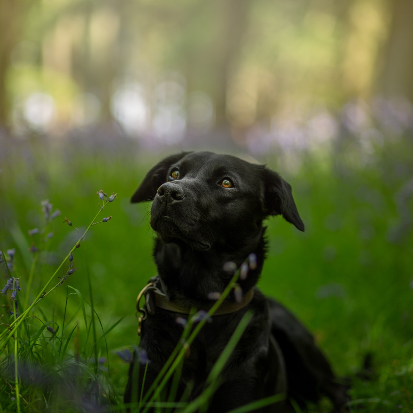 I don't just shoot humans on family shoots and this gorgeous black lab sat very nicely for a beautiful portrait amongst the bluebells.
.
.
.
.
.
.
.
#sjrichardsonphotography #familyphotographer #petportrait #bluebellshoot #woodlandphotoshoot #henleyphotographer #henleywoods