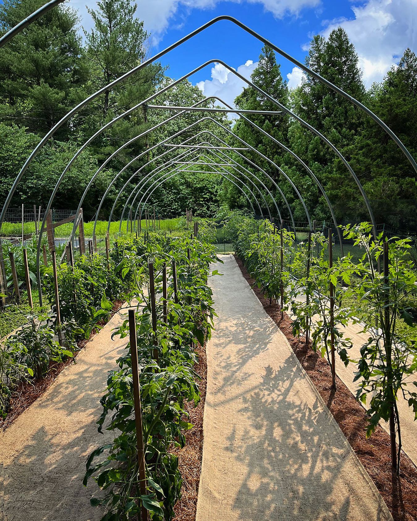 🍅🍅🍅
#heirloomtomatoes #organic #growyourown