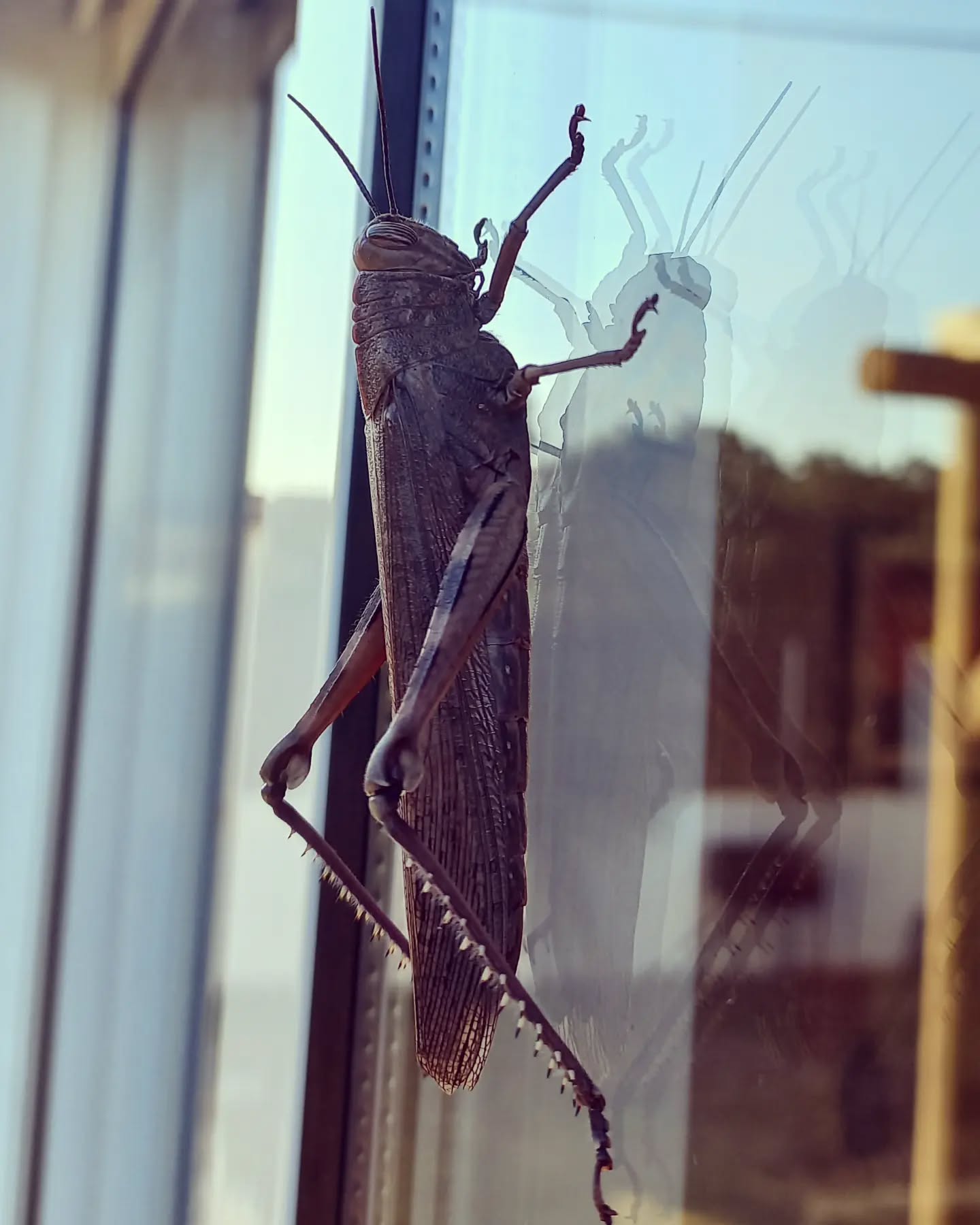 Secret morning visitor! 🦗🦗🦗
.
.
.
#kanalusurfhouse #grasshopper #naturlife #garden #chillarea #summer23 #guesthouse #aljezur #igers #arrifana #beachlife