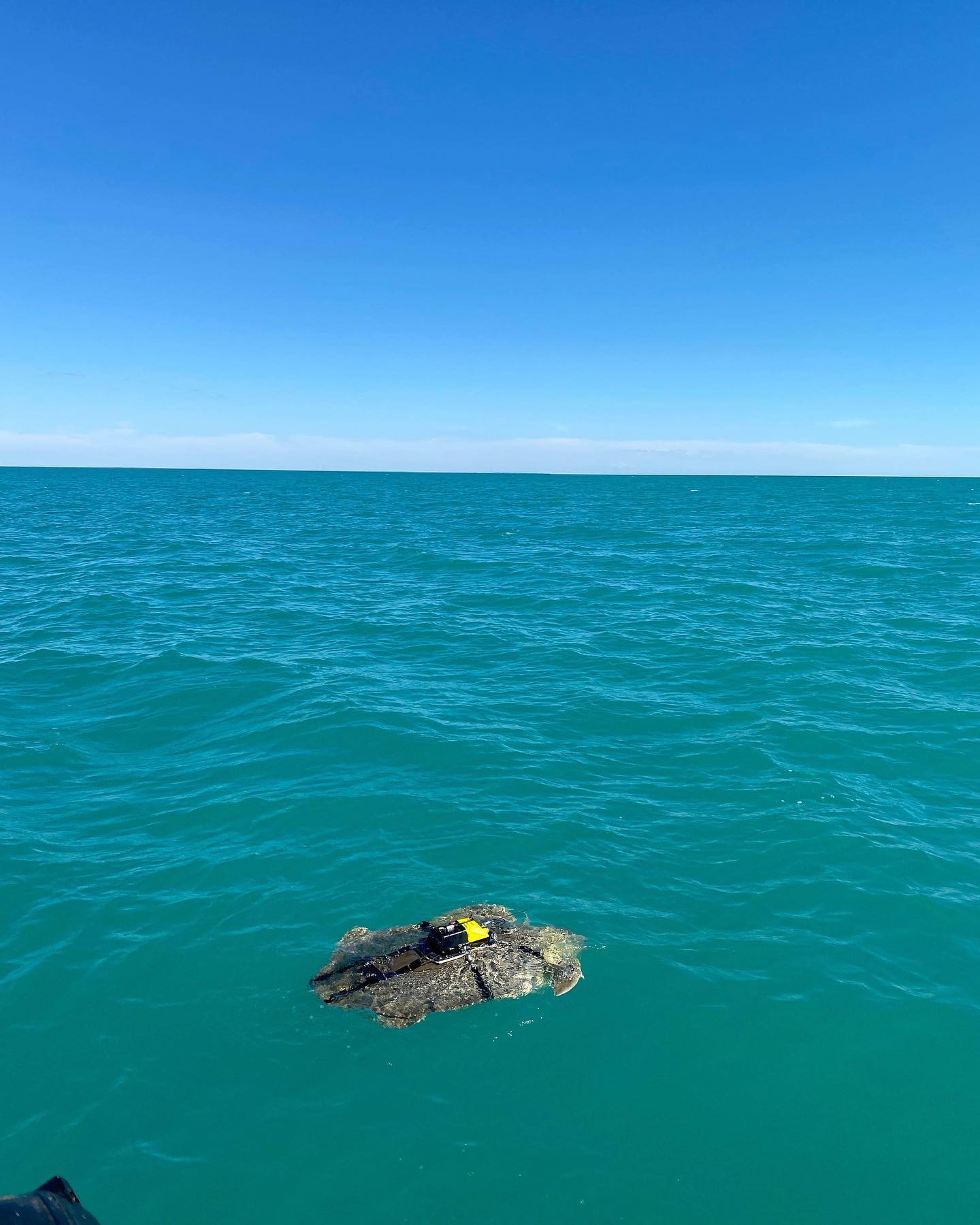 Ever wondered what elusive animals like sea turtles are getting up to under the water? New application of AI using multi-sensor and video camera data from flatback turtles to better understand animal movement and behaviour 🐢📈 Link to paper in science highlights ⬆️ A collaboration between Murdoch Uni, DBCA and Yawuru on Yawaru Nagulagun! 📸: @nathillwildlifeadventurer