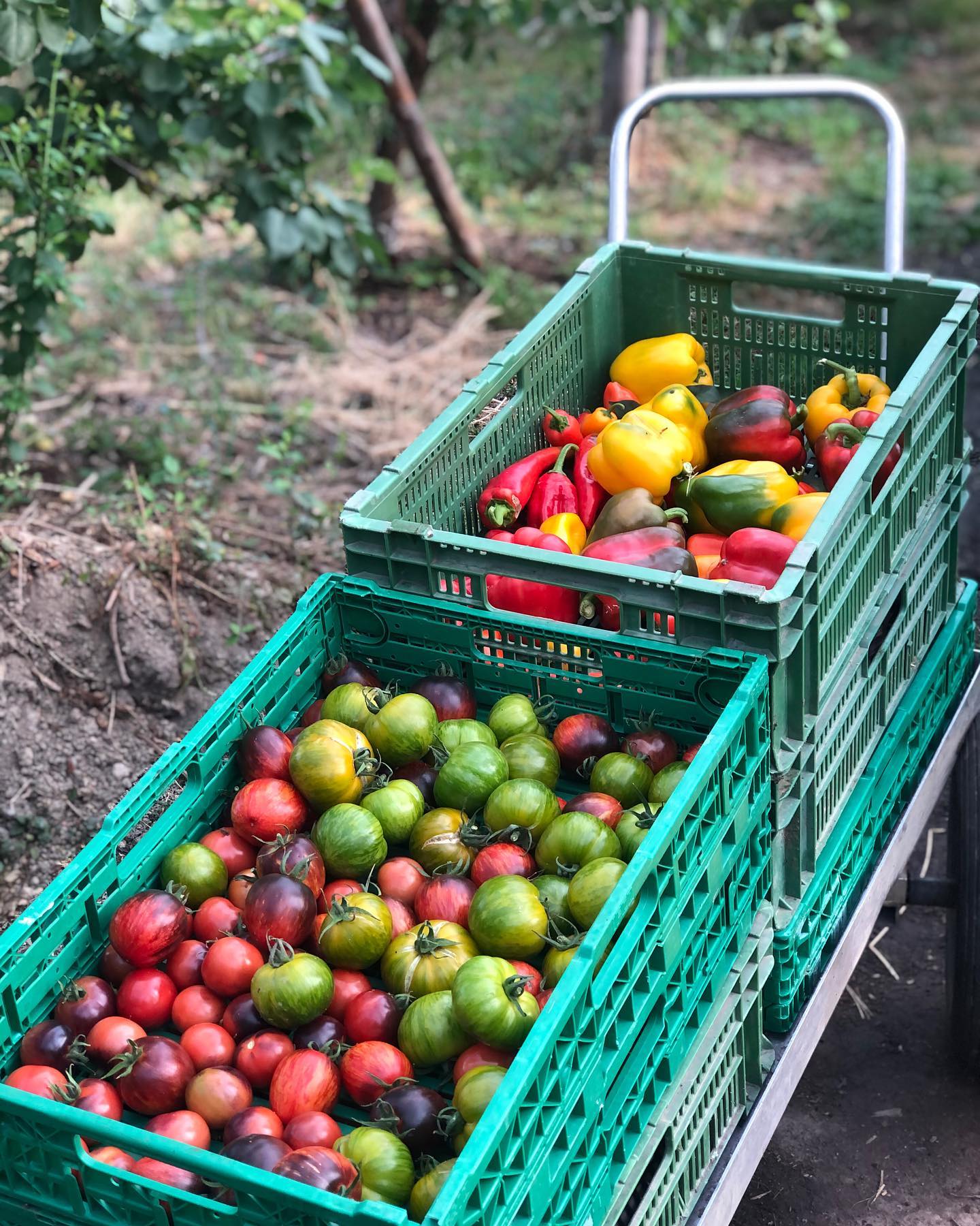 So viele Farben und so viel Geschmack!😍 Unser Gewächshaus liefert im Moment sooo viele leckere und wunderschöne Sachen! Ihr könnt euch sehr auf die nächsten Märkte freuen!
Wie jede Woche am Freitag 10-12 Uhr in Sempach, Oberstadt, und am Samstag 8 Uhr bis 12 Uhr in Luzern, Helvetiaplatz😍
Wir freuen uns auf euch!😊
.
.
#sommergemüse #marktgemüse #saisonal #regional #vielfalt #geschmack #gesund #lecker #tomaten #rot #gelb #grüngestreift #schwarz #schwarzgestreift #peperoni #paprika #auberginen #nostrano #schlangengurken