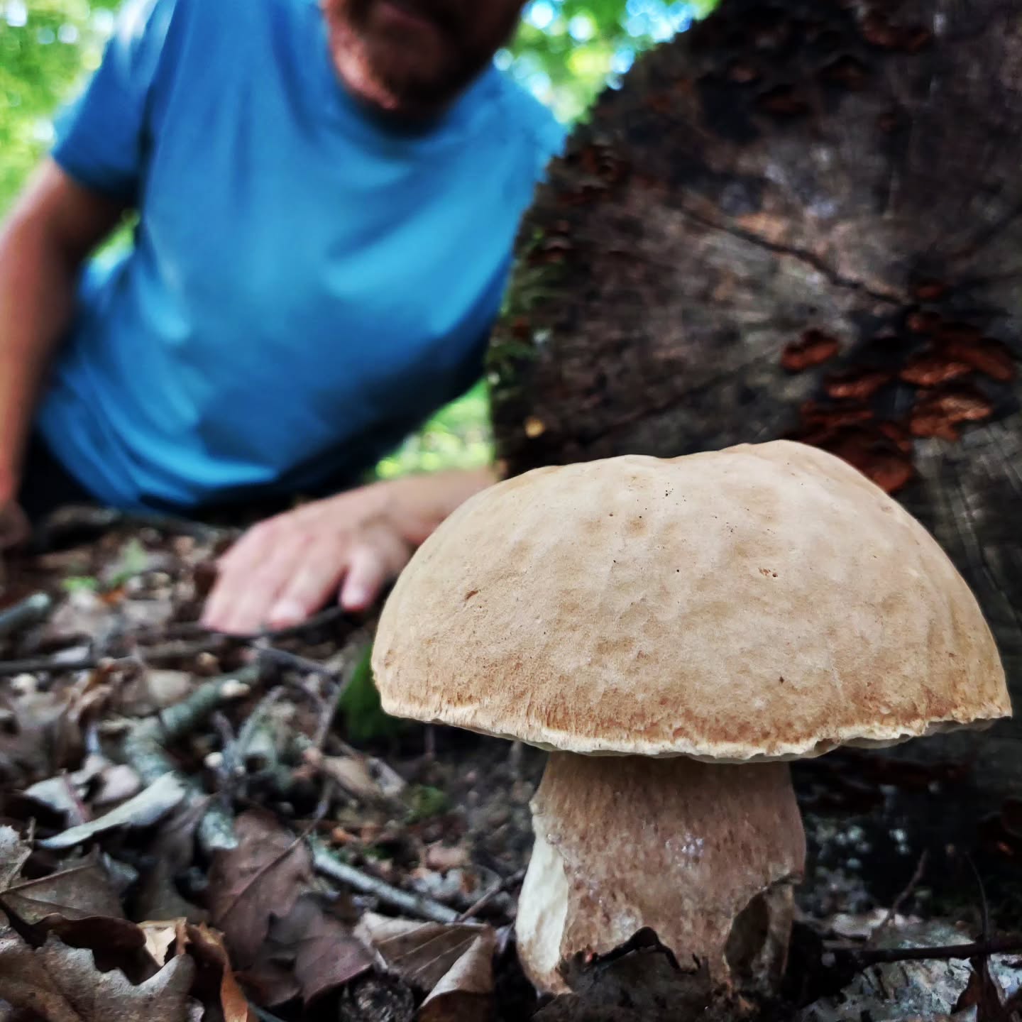 פורצ'יני 🍄
#porcinimushrooms
#porcini