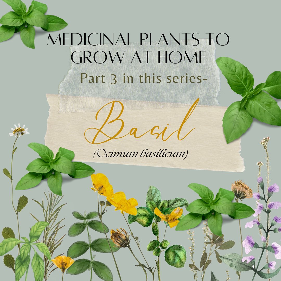 Medicinal Plants Grow at Home Series: Basil
Basil (Ocimum basilicum)
Basil is an annual herb of the mint family (Lamiaceae), known for its aromatic leaves that are used dried or fresh (fresh is always best) to flavor meats, fish, salads, sauces, and commonly used in pesto. It is an easy herbal medicine to grow in your house or garden with many therapeutic benefits, especially holy basil. Basil has many varieties such as sweet basil, Genovese, cinnamon basil, purple basil, lemon basil, and Thai basil to name a few. Basil is a fabulous alternative to flavoring your recipes instead of using salt or packaged sauces and dips that are filled with excess sugars, preservatives, colors and additives. It pairs well with broccoli, cabbage, carrots, potatoes, spinach, tomatoes, pumpkin, and winter squash.
Basil contains vitamin A (eye vitamin), vitamin K (heart health, bone health), iron (hormones, protein in red blood cells carries oxygen), manganese (blood clotting, enzyme co-factor, bone formation), and calcium (bones, hormones, brain, nervous system). Research has shown Basil contains two water-soluble flavonoids, orientin and vicenin, that protect cell structures and chromosomes from radiation & free-radical damage thus providing anti-cancer benefits as well as anti-bacterial, anti-inflammatory, and antioxidant capabilities (Pizzorno & Murray, 2014). Safety first, basil contains small amounts of oxalates. Those individuals with a history of oxalate containing kidney stones should avoid consuming large amounts.
Enjoy this dairy free pesto recipe using organic ingredients if possible:
Combine 1 cup of fresh basil, 2-3 cloves of garlic, 1-2 tbsp of pine nuts or walnuts, and 2-3 tbsp of olive oil in a food processor.
Blend to your likeness and enjoy with some fresh cut veggies, homemade bruschetta, or with whole grain pasta.
Be well!
#achsedu #foodisthymedicine #herbalmedicines #holistichealth #healthgoals #healing
#healtheducation #holisticnutrition
#holisticpractitioner #liveyourtruestself #inspiration
#mentalhealth #nanpofficial #resilience #wellness
#wellnesscoaching #eatwholefoods #selfcare