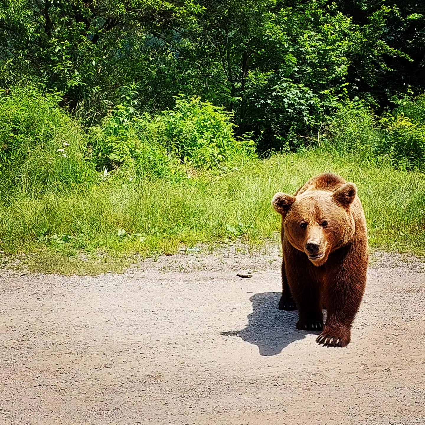 #huntingmushrooms
#bear
#porcini
#chanterelles
#russula
#romania