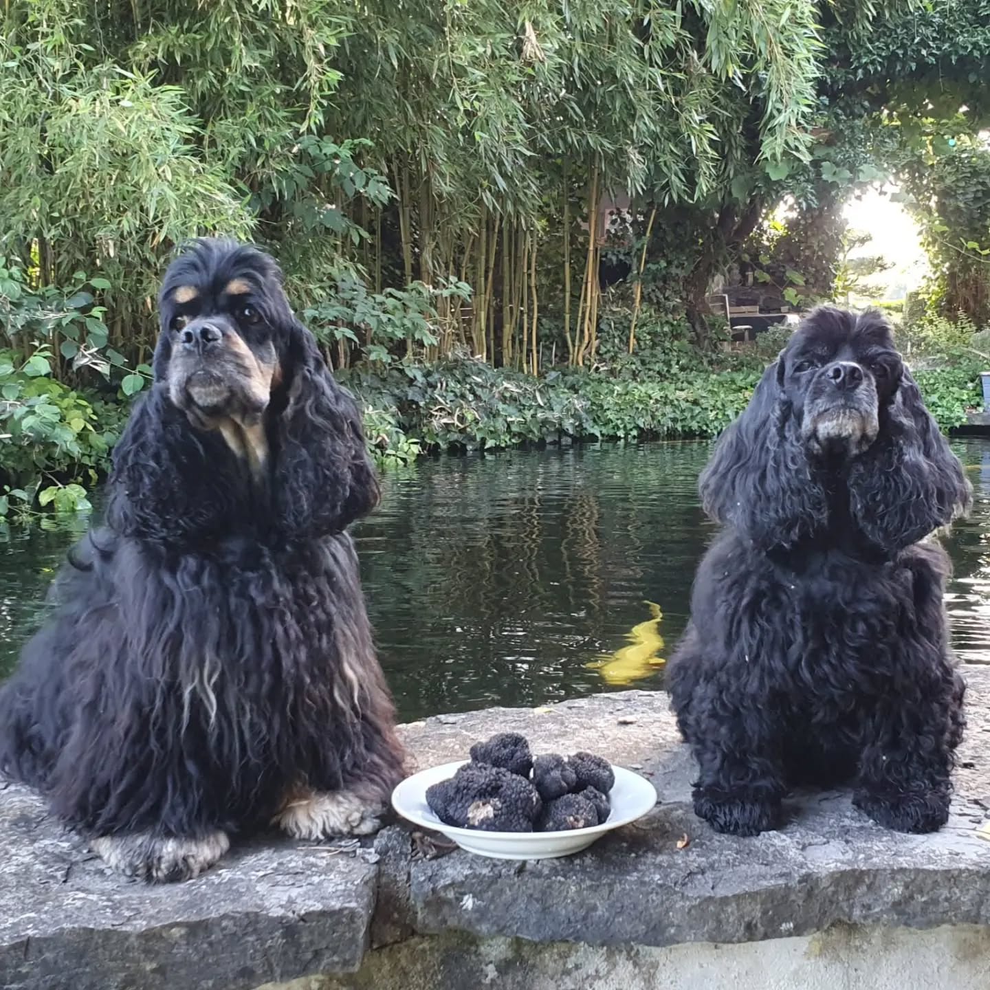 Erfolgreicher Saisonstart 😊
#americancocker
#trüffelhund #truffle