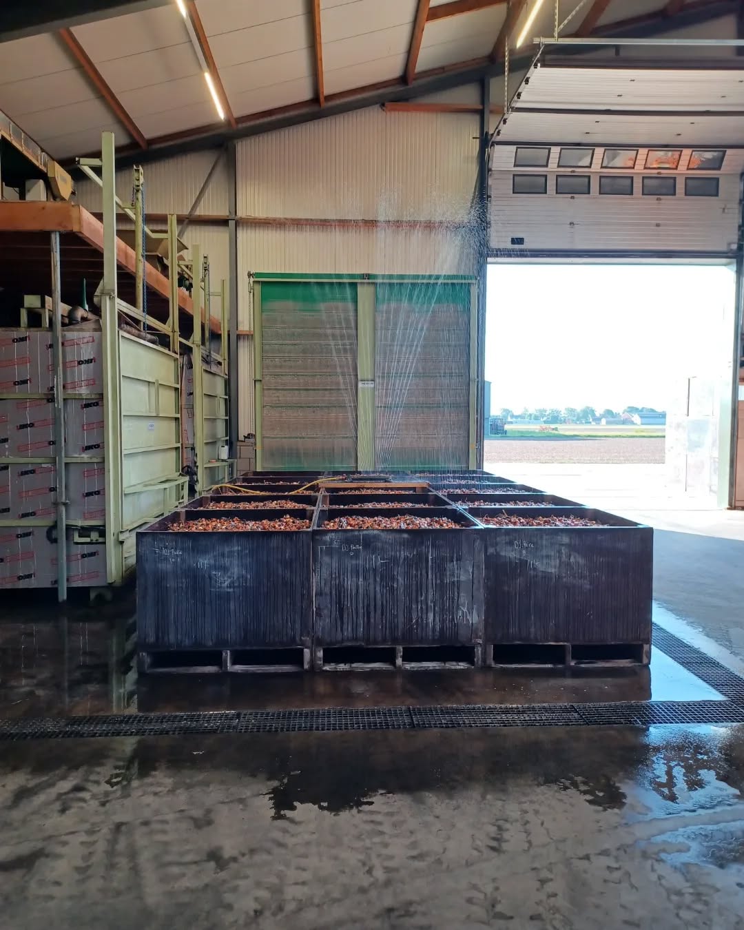 Tulpen pellen en afleveren💪
Ondertussen wordt het land weer ingezaaid en bemest🙂
#zomer23