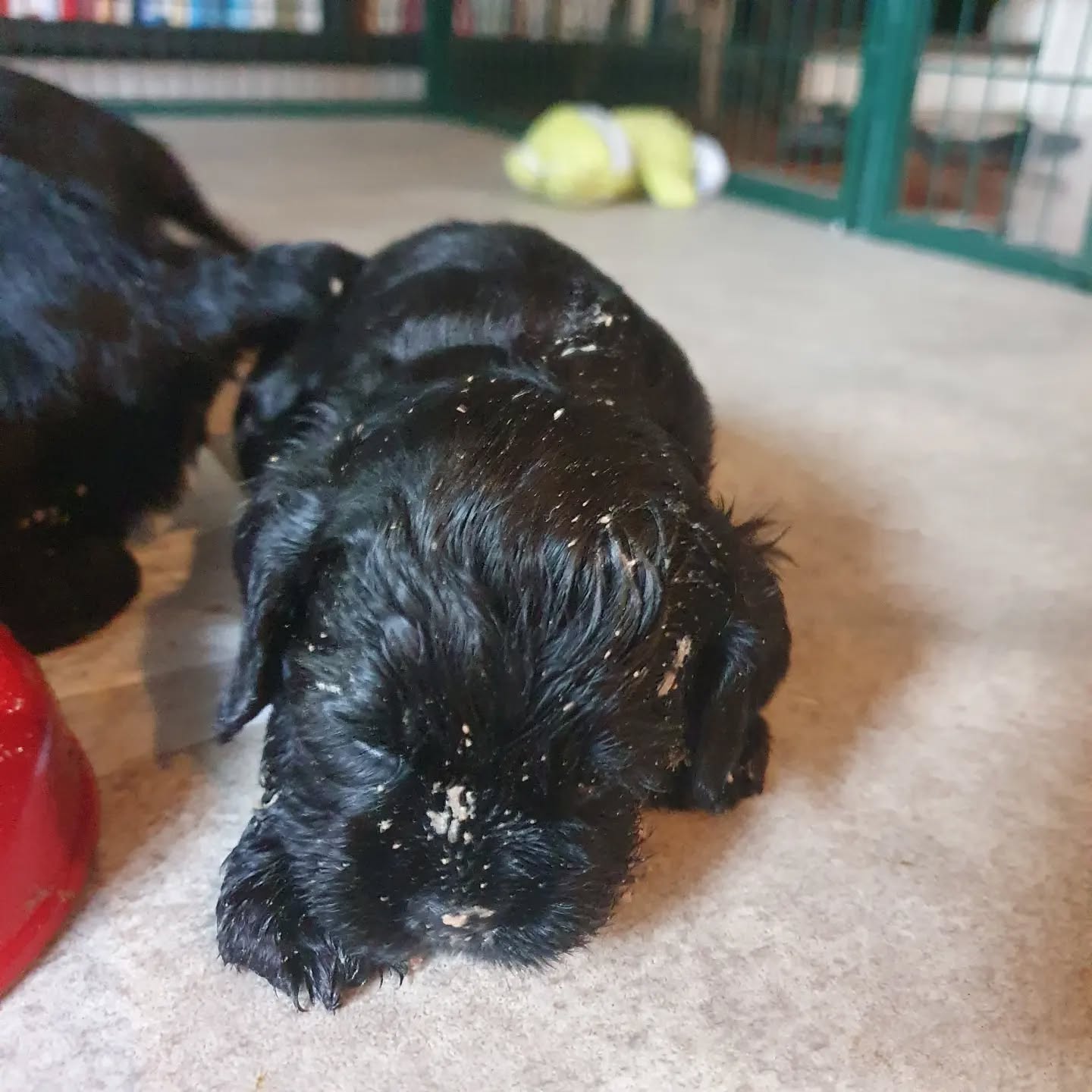 Nach der ersten Mahlzeit 😄