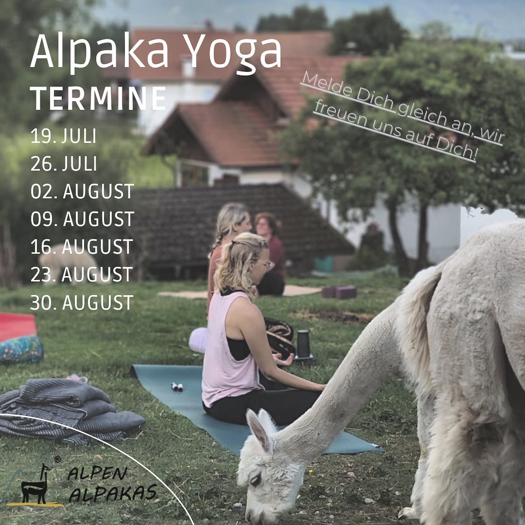 Yoga inmitten von Alpakas 🦙🧘🏼♀️
90 min -Entspannung pur. ca.15 min Einweisung in das Leben der flauschigen Anden Bewohner die Alpakas.
- Bist du ein Naturmensch und eine Tierfreund*in?
- Hast du die entspannende Wirkung von Yoga für dich entdeckt und liebst du Aktivitäten unter freiem Himmel?
Dann bist du bei Alpaka-Yoga genau richtig!
Unsere Alpaka-Yoga- Ausszeit garantiert dir einen Ausflug aufs Land zum Alpaka-Hof, dynamische und entschleunigende Yogasessions auf der Weide und eine berührende Begegnung mit den neugierigen Tieren.
Die Yogalektion dauert ca. 90 Minuten und ist für alle Levels geeignet. Unser Team von erfahrenen Yogalehrer*innen versteht es, die Übungen für alle – von Einsteigerinnen bis zu Fortgeschritten – zugänglich und doch herausfordernd zu gestalten.
Komm vorbei wir freuen uns sehr auf Dich!
Melde dich gerne gleich bei
@alpenalpakas an.
#yoga #yogateacher #alpaka #alpakas #alpakayoga #yogalove