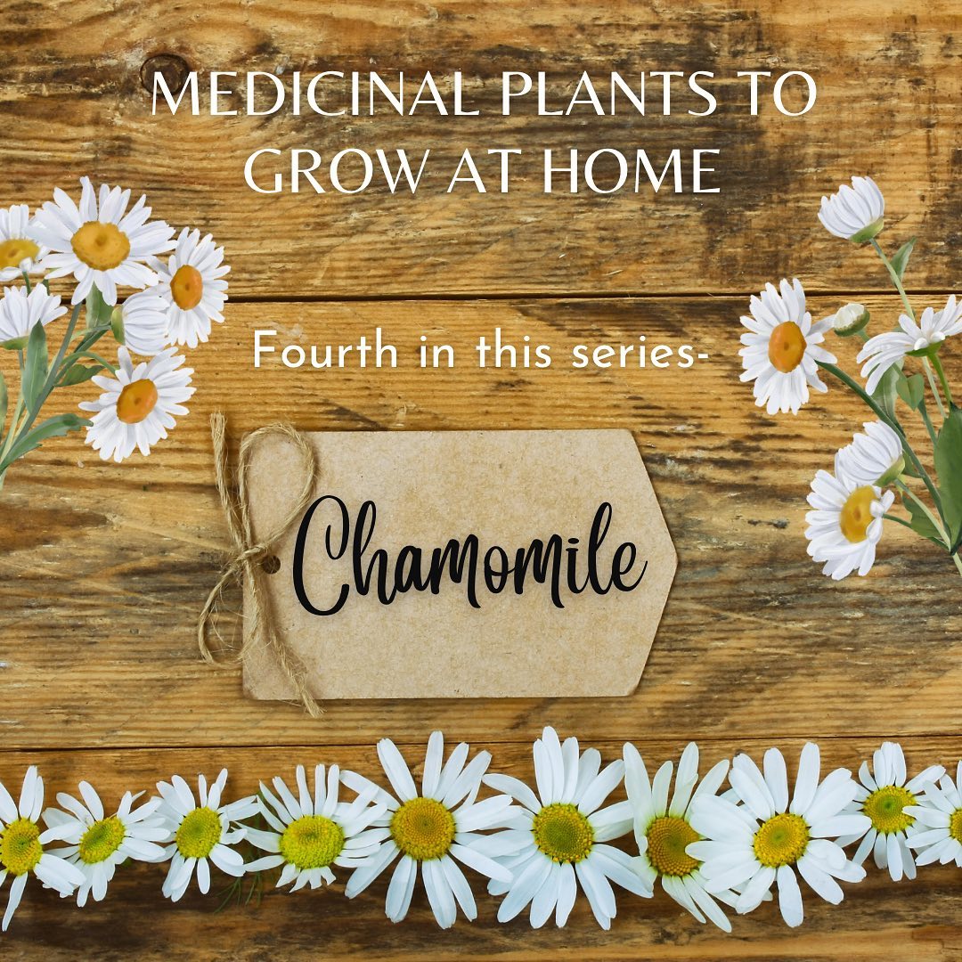 Medicinal Plants Grow at Home Series: Chamomile
Chamomile (Chamaemelum nobile L.)
Chamomile is one of the earliest medicinal herbs known to humankind. It is a member of Asteraceae/Compositae family and we commonly associate the herb with two varieties; German Chamomile (Chamomilla recutita) and Roman Chamomile (Chamaemelum nobile). The dried flowers of Chamomile contain many terpenoids and flavonoids that contribute to its medicinal properties for many different uses and preparations for human ailments: to reduce anxiety and calm the nerves, nightmares, hay fever, inflammation, muscle spasms, menstrual disorders, insomnia, ulcers, wounds, gastrointestinal disorders, rheumatic pain, and hemorrhoids.
Common preparations used are teas as a calmative before bed, as a sleep and relaxation aid, as a mouthwash and gargle for inflammation of the mouth and mucous membranes. Inhalation of its essential oils in aromatherapy benefit anxiety, stress, or in the bath for muscle spasms, pain, arthritis and extracts or tinctures taken sublingually. Chamomile flowers as a poultice can be applied topically for external swelling, abscesses, and infections.
Establishing whether or not therapeutic effects of Chamomile are beneficial to patients will require future research and scientific evidence for cancer support, heart disease, and immune function because it contains various bioactive phytochemicals with many therapeutic effects. Email me if you would like a recipe, directions, or to identify any potential contraindications to medications. Safety first, always 😉
Chamomile calm, be well!
#achsedu #aromatherapy #generalanxietydisorders #holistichealth #healthgoals #healing
#healtheducation #herbalmedicines #holisticnutrition
#holisticpractitioner #liveyourtruestself #inspiration
#mentalhealth #nanpofficial #painmanagement #plantmedicines #resilience #wellness
#wellnesscoaching #selfcare