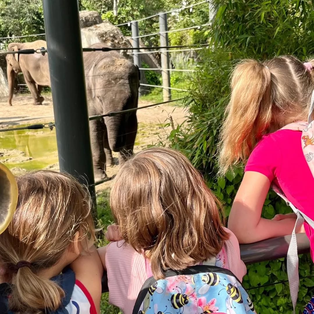 Groep 4 ging vorige week naar Artis! 🦓🐅 #artis #zoo #aldoende #amsterdam