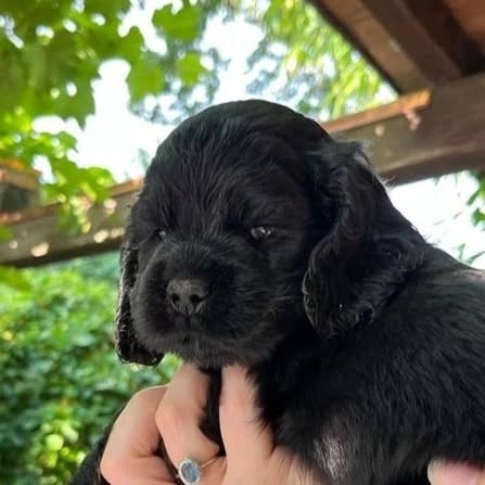 Die Hündinnen des D-Wurfs, 5 Wochen alt, "Dark sweet Lady Gioia", "Dear little Emma", "Dizzy Miss Lizzy"
#americancocker
#americancockerpuppy
#cutepuppies