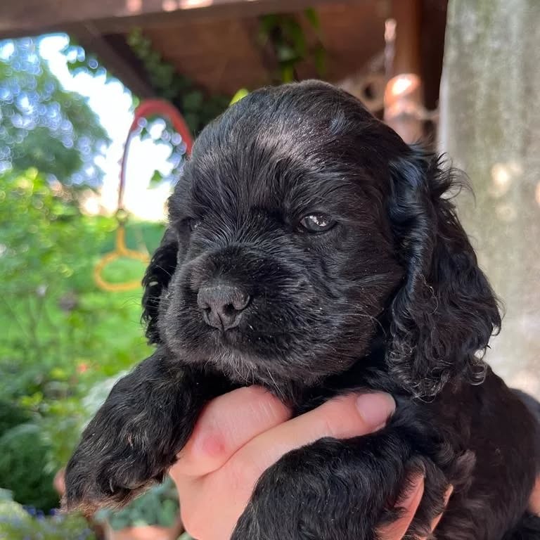 Die Rüden des D-Wurfs, 5 Wochen alt, "Drive me crazy Hugo", "Do it again Sam", "Dont stop me now Darco"
#americancocker #americancockerpuppy
#cutepuppies