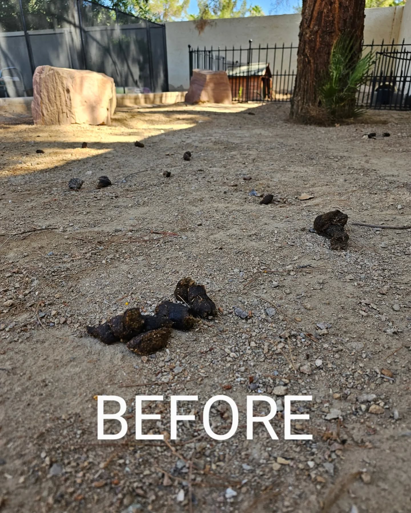 Don't just throw it away TURD IT AWAY!
• Eco-Friendly pooper scooper service
• Complete Dog Waste Clean Up &
Haul Away
• Scent Relief
• Biodegradable products
• Fecal matter testing (optional)
Call now for a #freeestimate #7024620050 info@turditaway.com #pooperscooperservice #turditaway #fecalmatter #poop #dogpoop #catpoop #poopoo #caca #turd #haulaway #cleanyard #healthy #feces #environmentalhealth #cleanenvironment #supportsmallbusiness