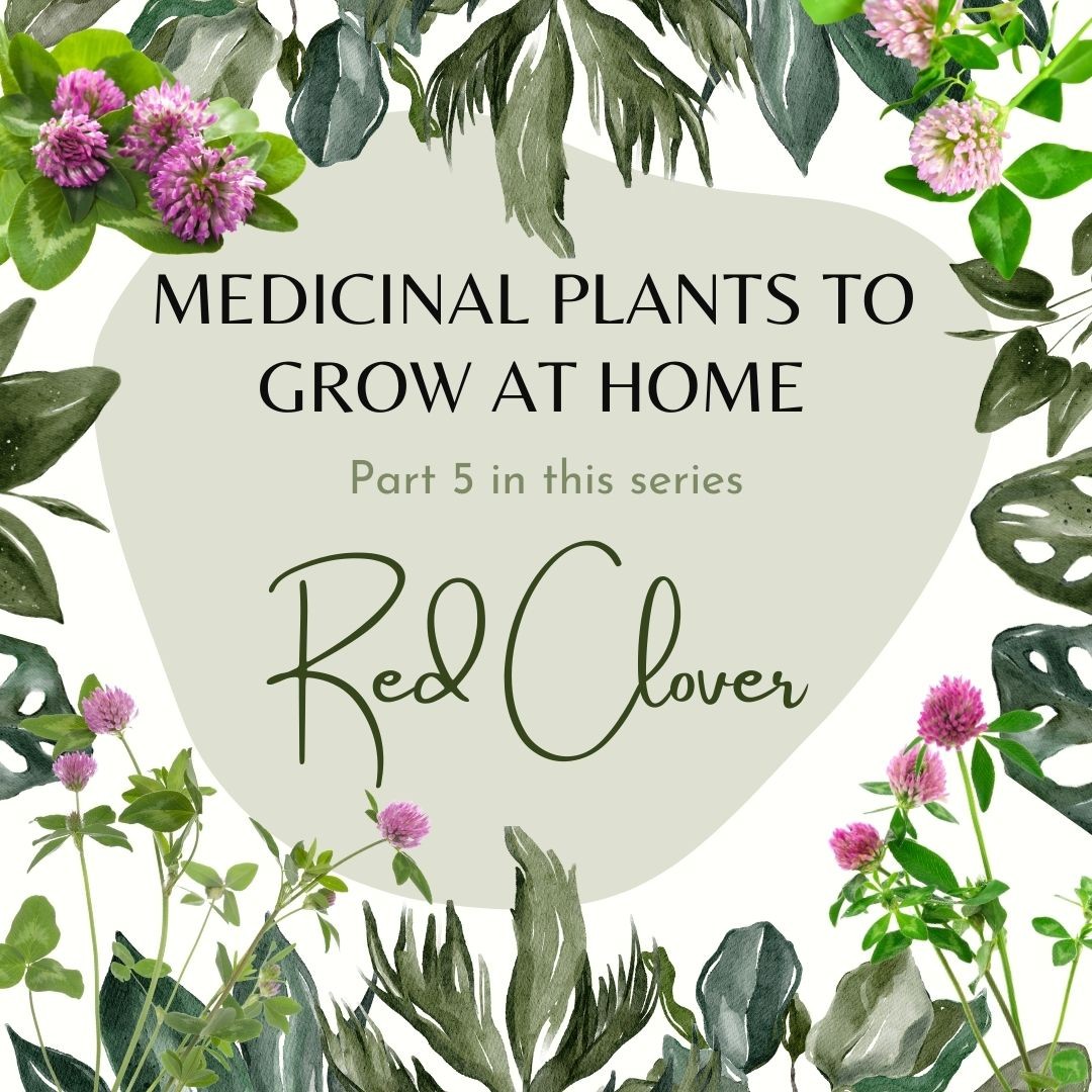 Medicinal Plants Grow at Home Series: Red Clover
Red Clover (Trifolium pratense)
Red clover is a perennial medicinal plant that belongs to the family of plants called legumes, like peas and beans. Red clover contains substances called isoflavones which are plant-based phytoestrogens, (‘phyto’ means plants) that are found almost exclusively in beans that mimic the action of the hormone estrogen. Red clover supplements have been promoted for menopause symptoms (hot flashes, night sweats, anxiety), osteoporosis, respiratory, and skin issues. For my fellow menopausal and postmenopausal women, I can personally attest to its support for hot flashes and anxiety!
The medicinal uses and indications for red clover are due to its anti-inflammatory and antioxidant properties. Red clover is a rich source of nutrients including calcium, chromium, magnesium, niacin, phosphorus, potassium, thiamine, and vitamin C. This plant is so easy to collect because it grows wild and abundantly in gardens, fields, pastures, and yards. Red clover isoflavones are very different from the whole herb so please get support from your herbalist or holistic professional before use. The plant can be taken in supplement form or naturally by creating extracts, teas, tinctures, and lotions for skin care.
General tea preparation guidelines: 1 to 2 tsp dried flowers or flowering tops steeped in 8 oz. hot water for 1/2 hour; drink 2 to 3 cups daily.
Caution: Potential drug interactions and depletions include blood thinners, birth control pills, and estrogen therapy. Long-term studies are still needed to show Red Clover's full potential for medicinal applications and side effects. Children shouldn’t be administered without professional guidance. Safety first, always!
Be well!
#achsedu #holistichealth #healthgoals #healing
#healtheducation #herbalacademy #plantmedicines #holisticnutrition
#holisticpractitioner #liveyourtruestself #inspiration #lab_aroma
#mentalhealth #menopausalhealth #mountainroseherbs #nanpofficial #resilience #wellness
#wellnesscoaching #womenshealthcare